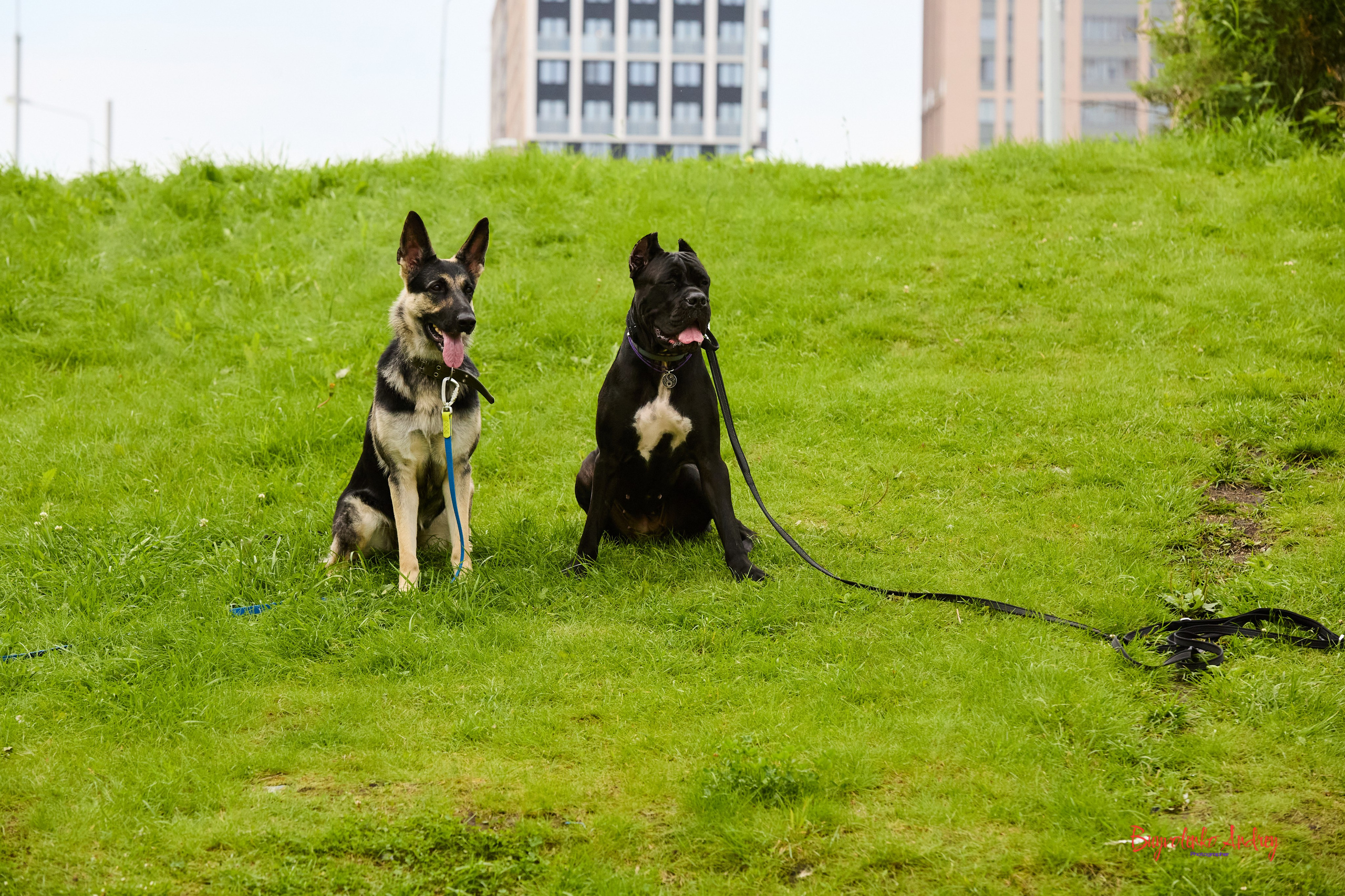 Проект фотопрогулка с хвостиком. Buyvolenko Andrey