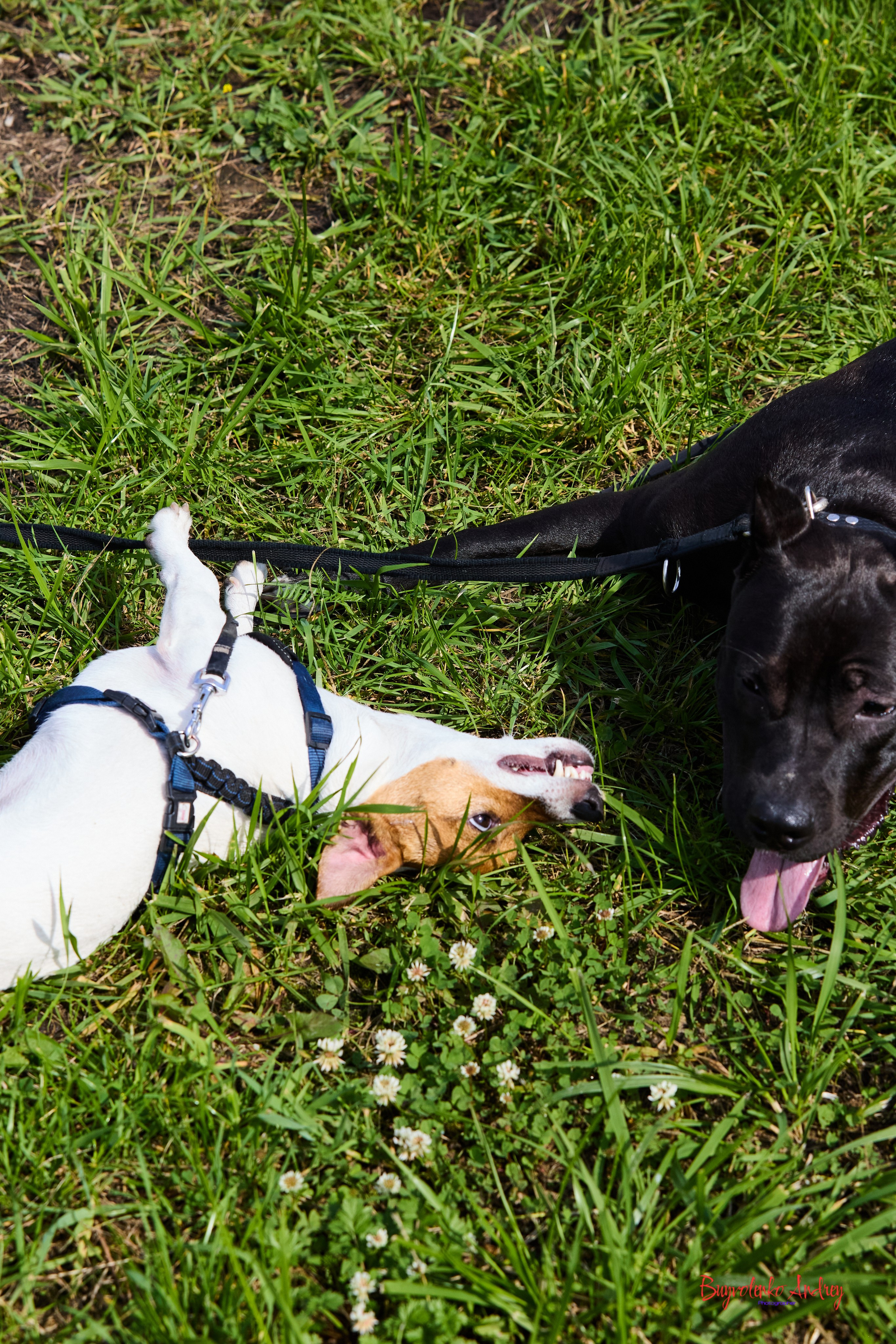 Проект фотопрогулка с хвостиком. Buyvolenko Andrey