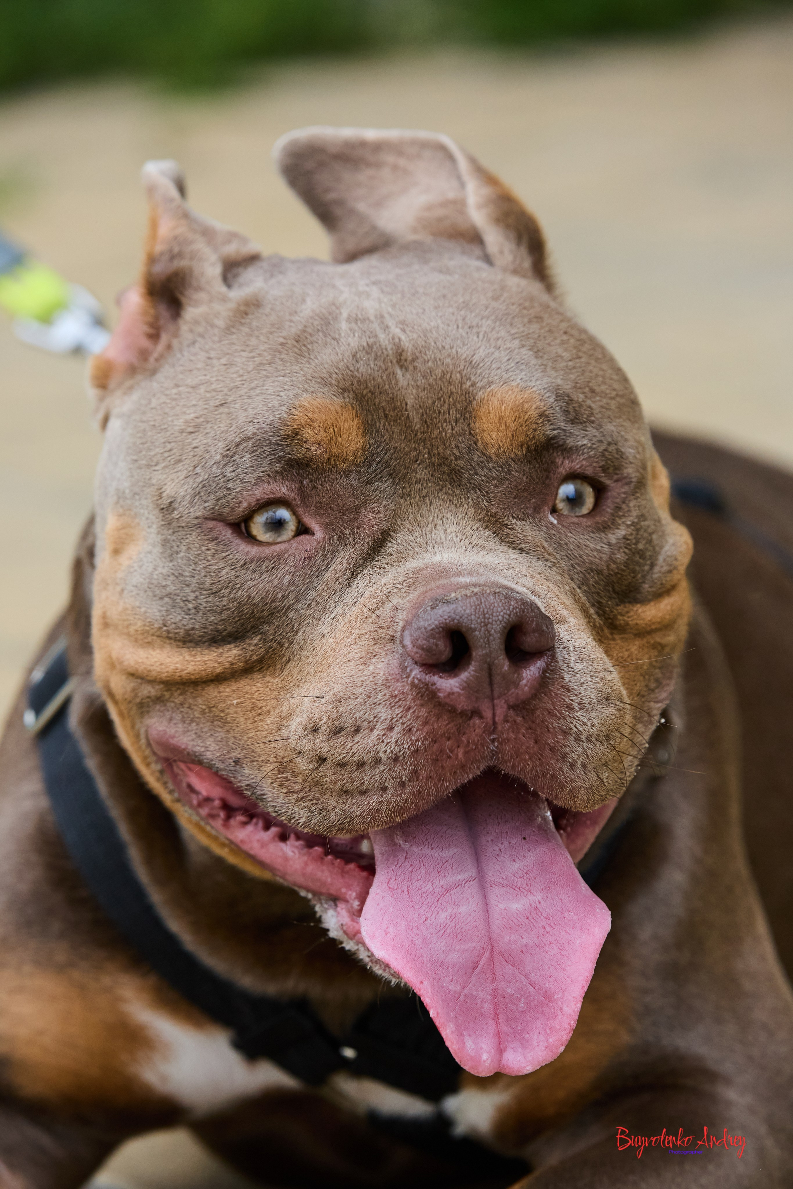 Проект фотопрогулка с хвостиком. Buyvolenko Andrey