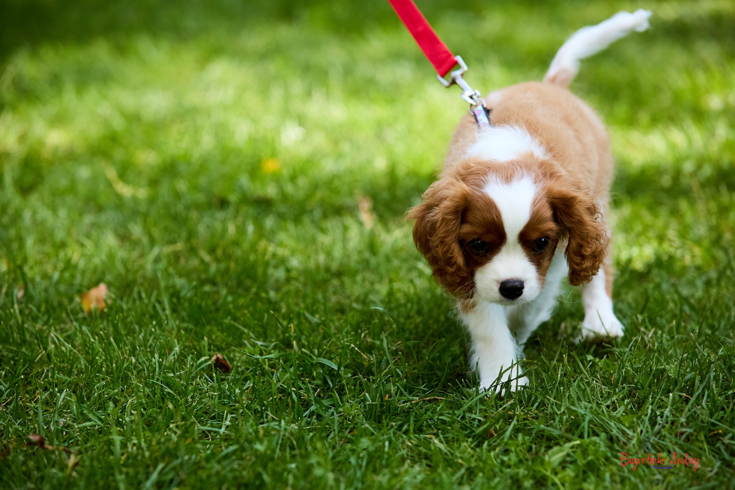 Фотопрогулка с кавалерами. Buyvolenko Andrey