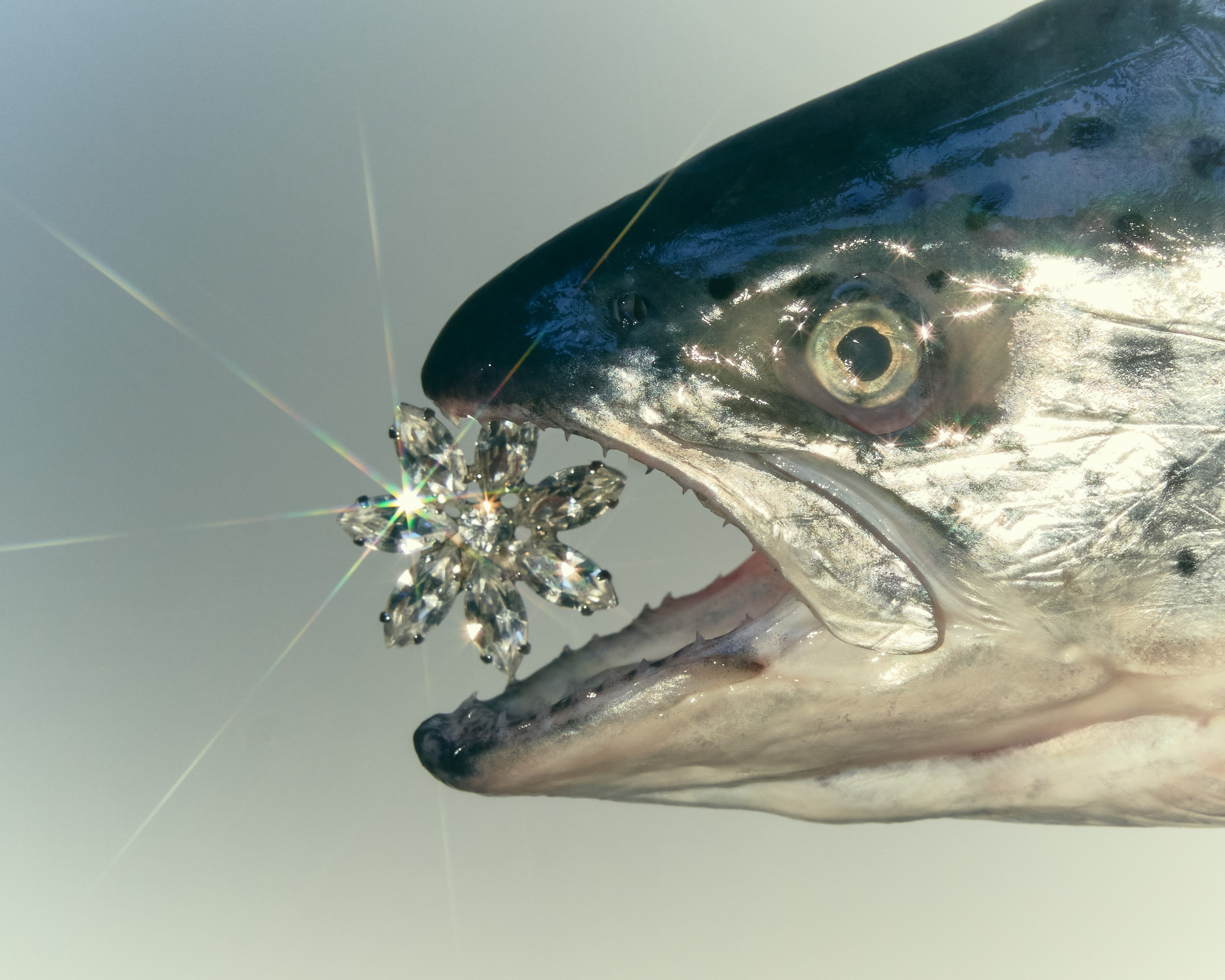 Still Life. Фотограф в Москве Елена Хомякова