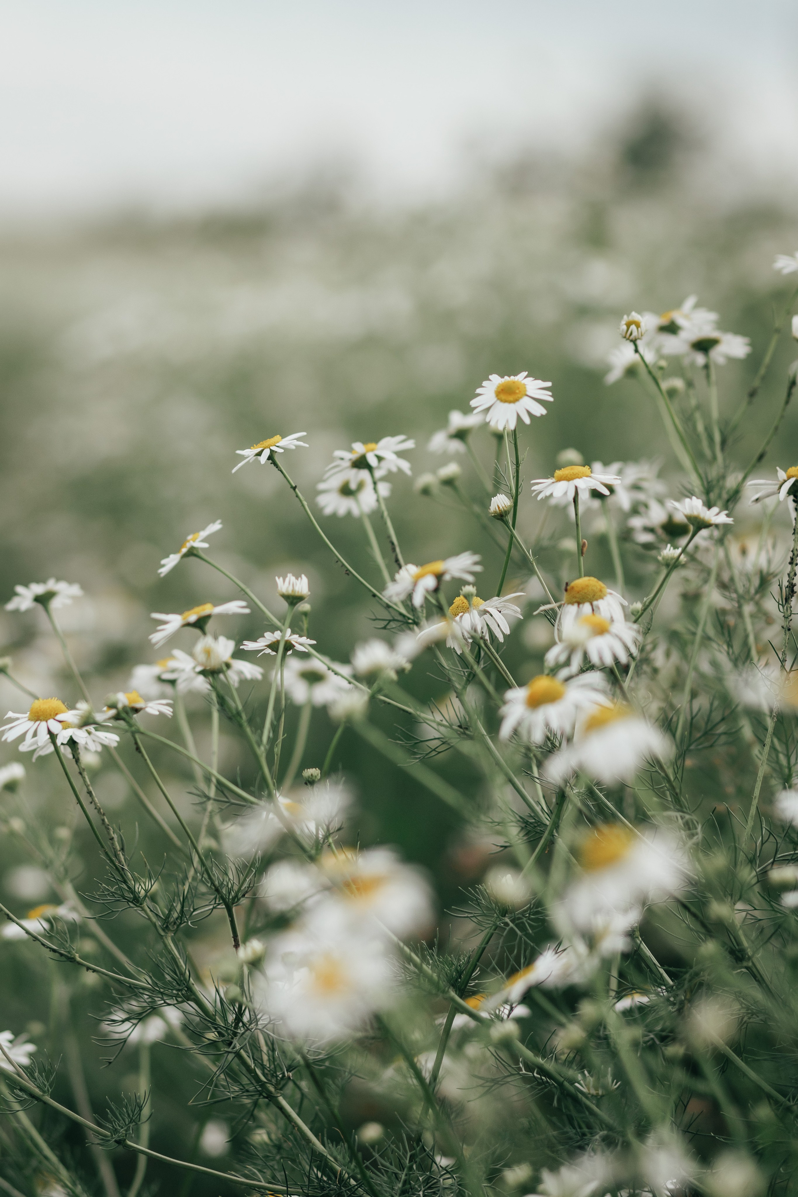Катерина. Семейный и детский фотограф в г. Новосибирске Макеева Анастасия