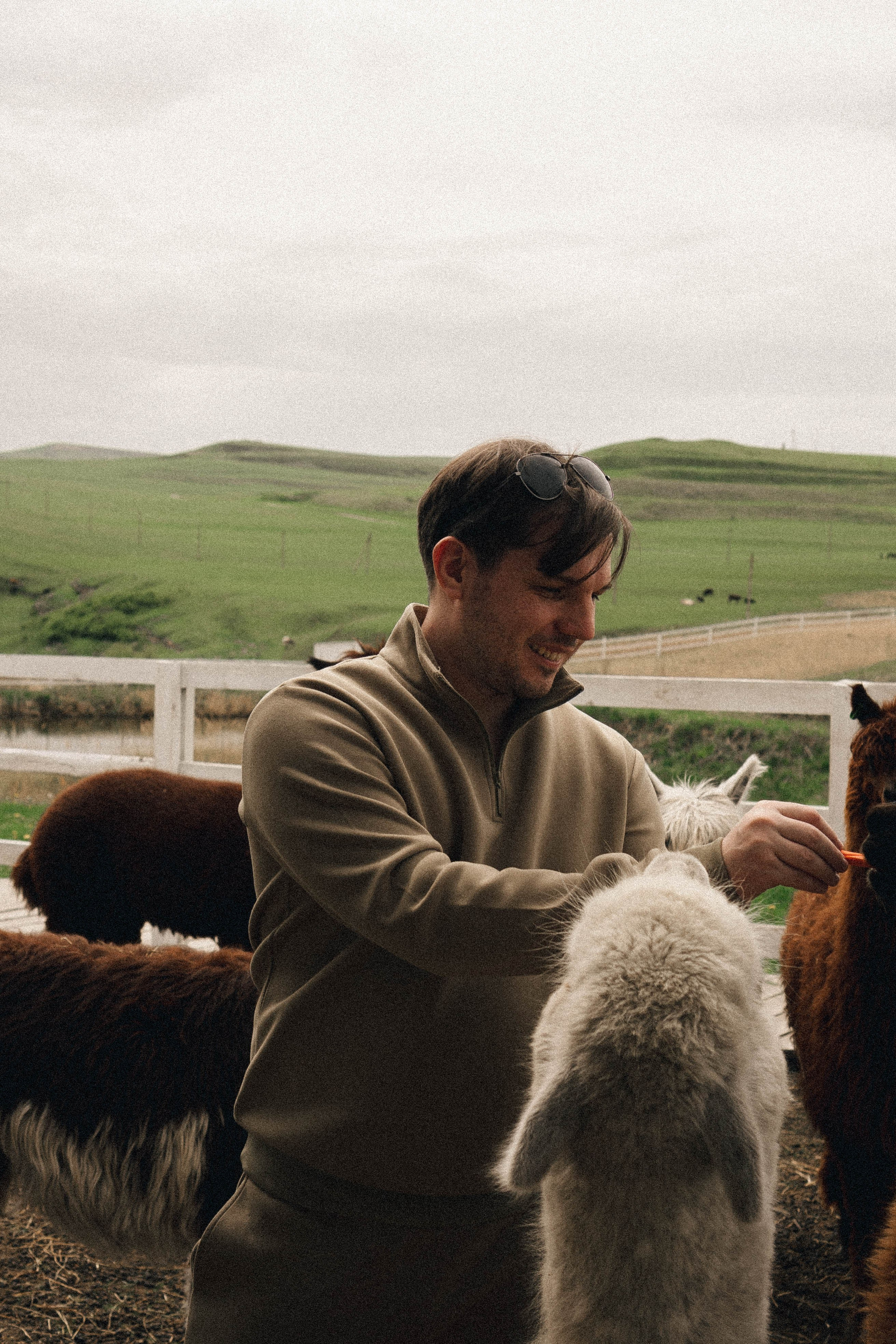 Ферма Альпак. Профессиональный фотограф, Санкт-Петербург — Виктория Богомолова