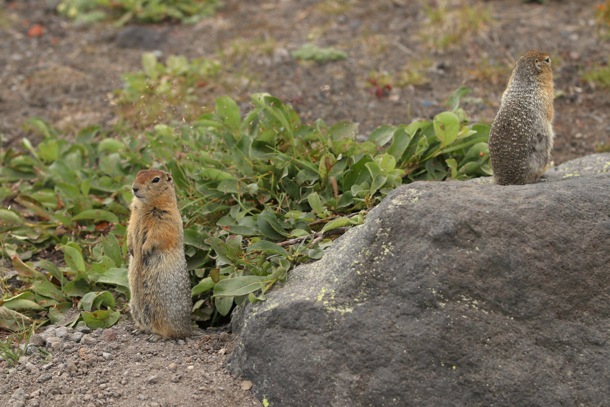 Камчатка и о. Парамушир. Июль 2024. Путешественник-фотограф из Санкт-Петербурга Татьяна Свистулина