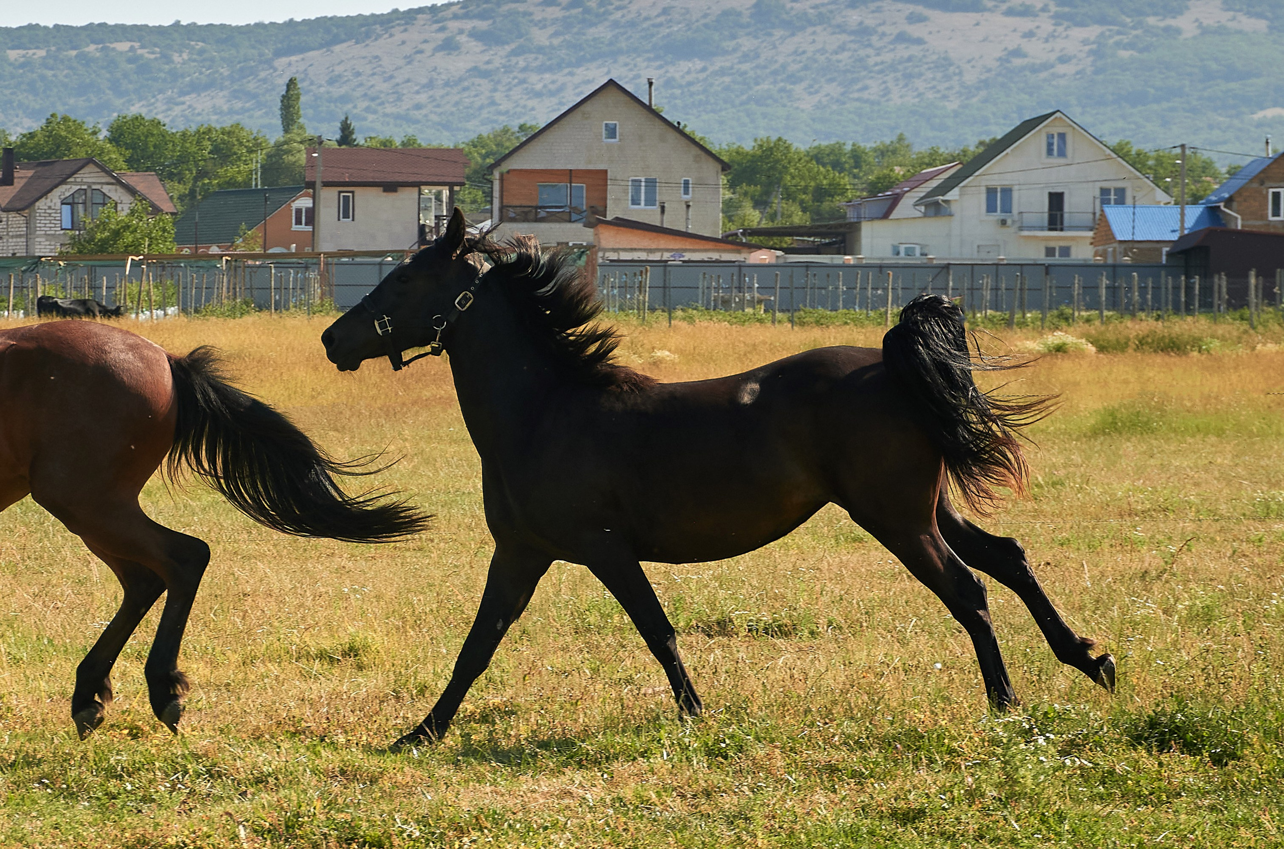 Изя. Фотограф в Севастополе