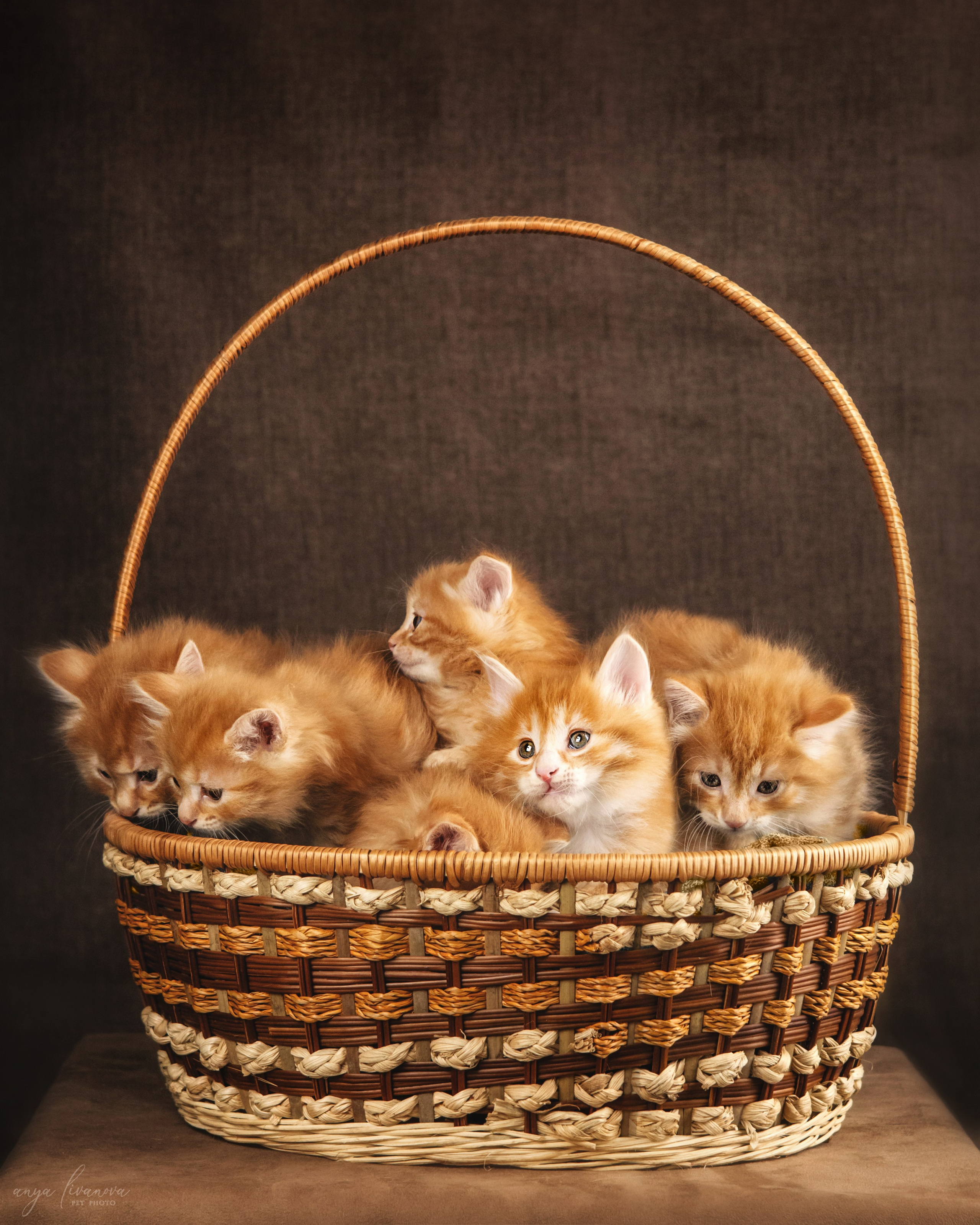 Курильские бобтейлы. Фотограф анималист Аня Ливанова | Рыбинск