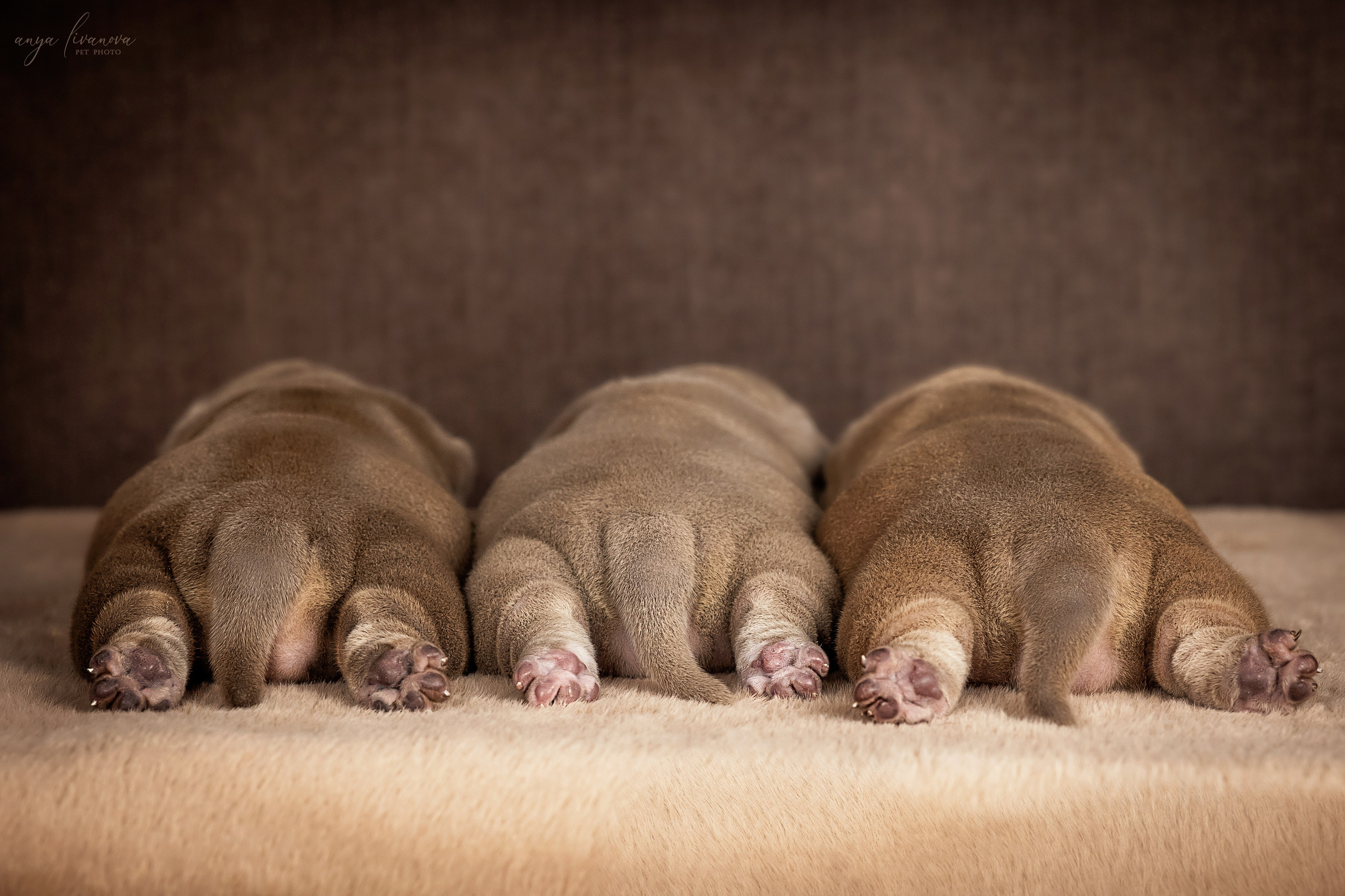 Амбулли. Фотограф анималист Аня Ливанова | Рыбинск
