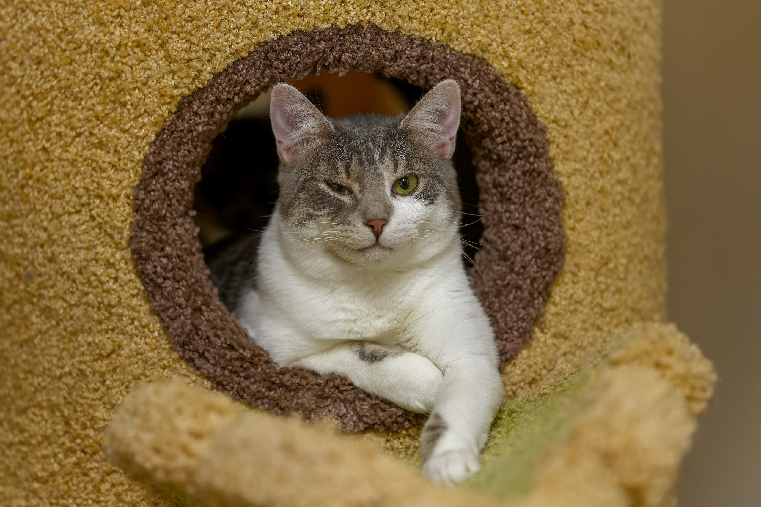 Кошки и котята в приютах. Irenephoto.ru