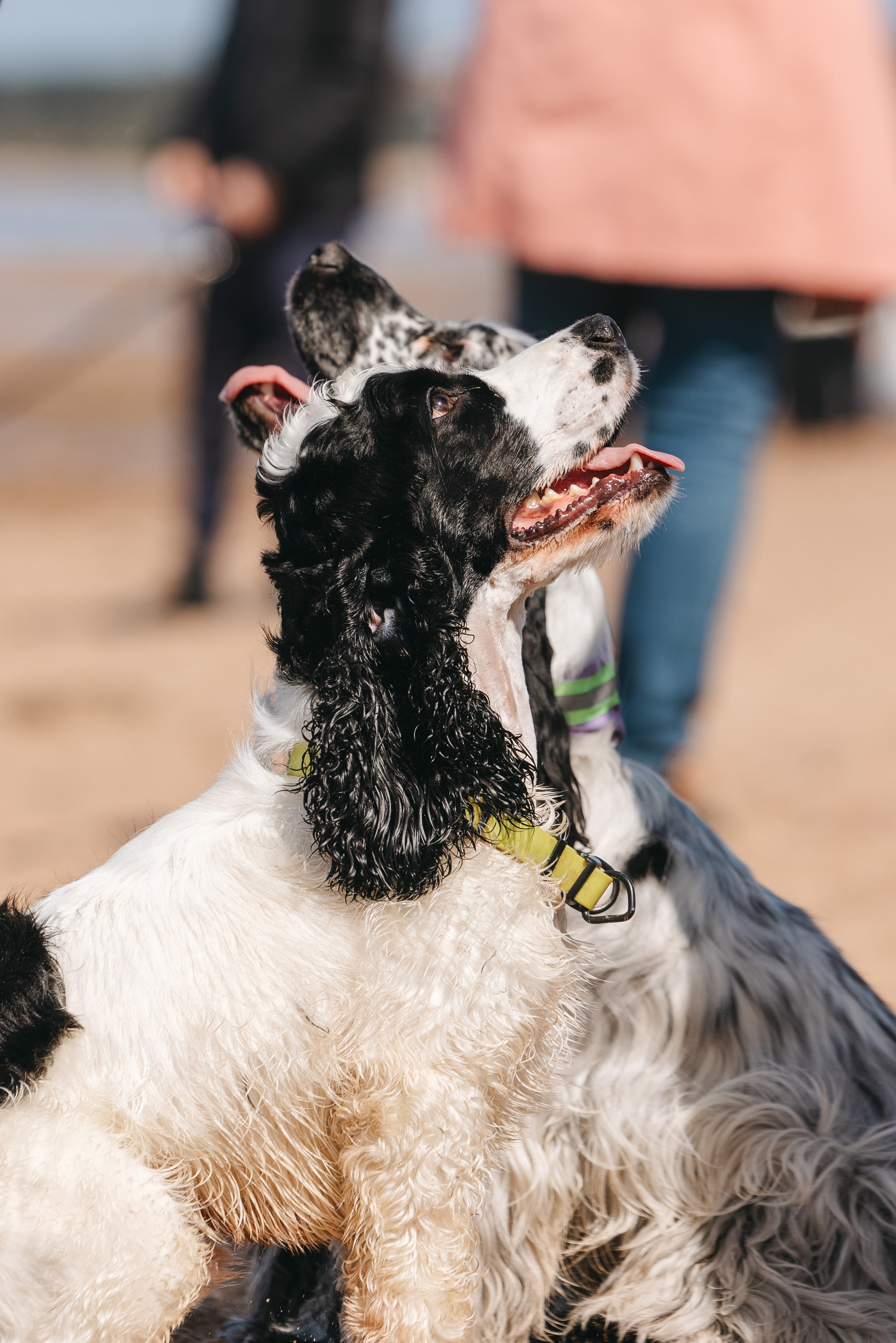 Спанимания. Фотограф анималист Осипчикова Мария
