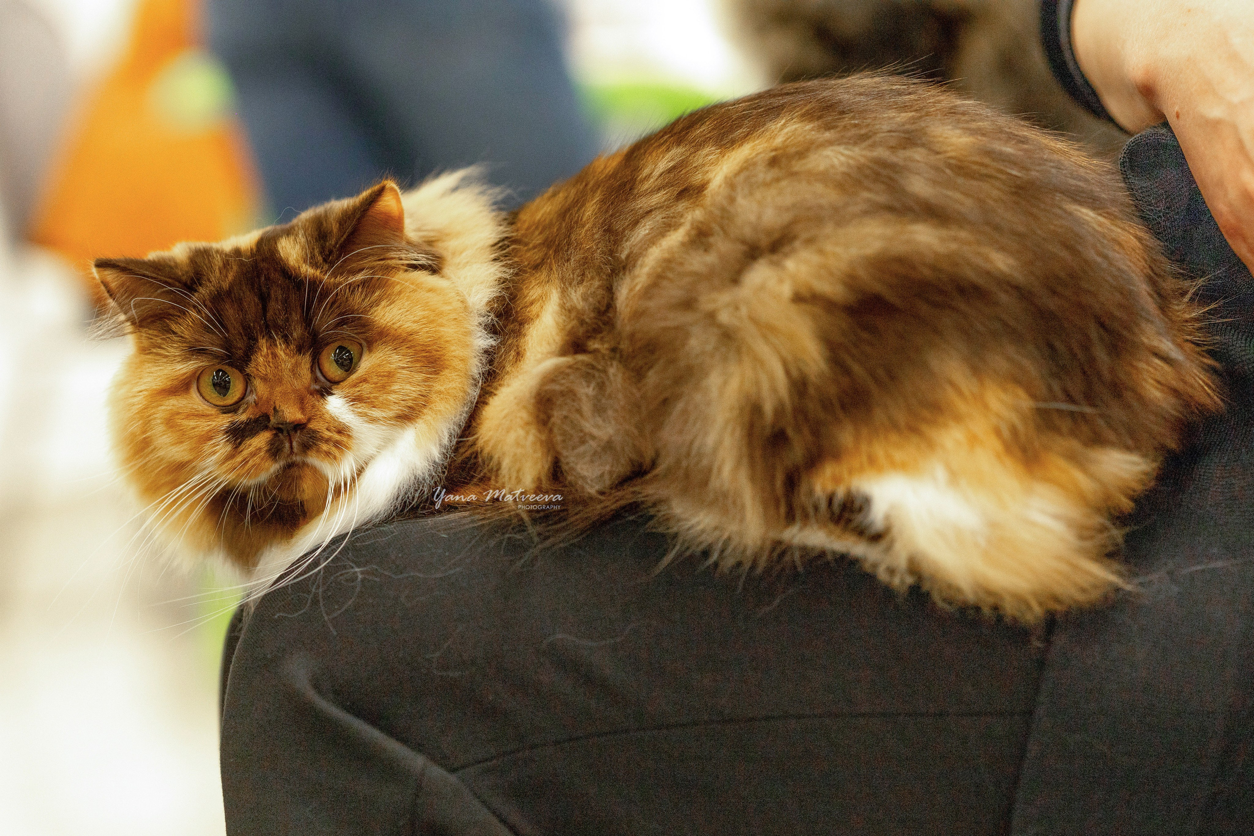 Кошки. Фотограф Яна Матвеева в Ижевске