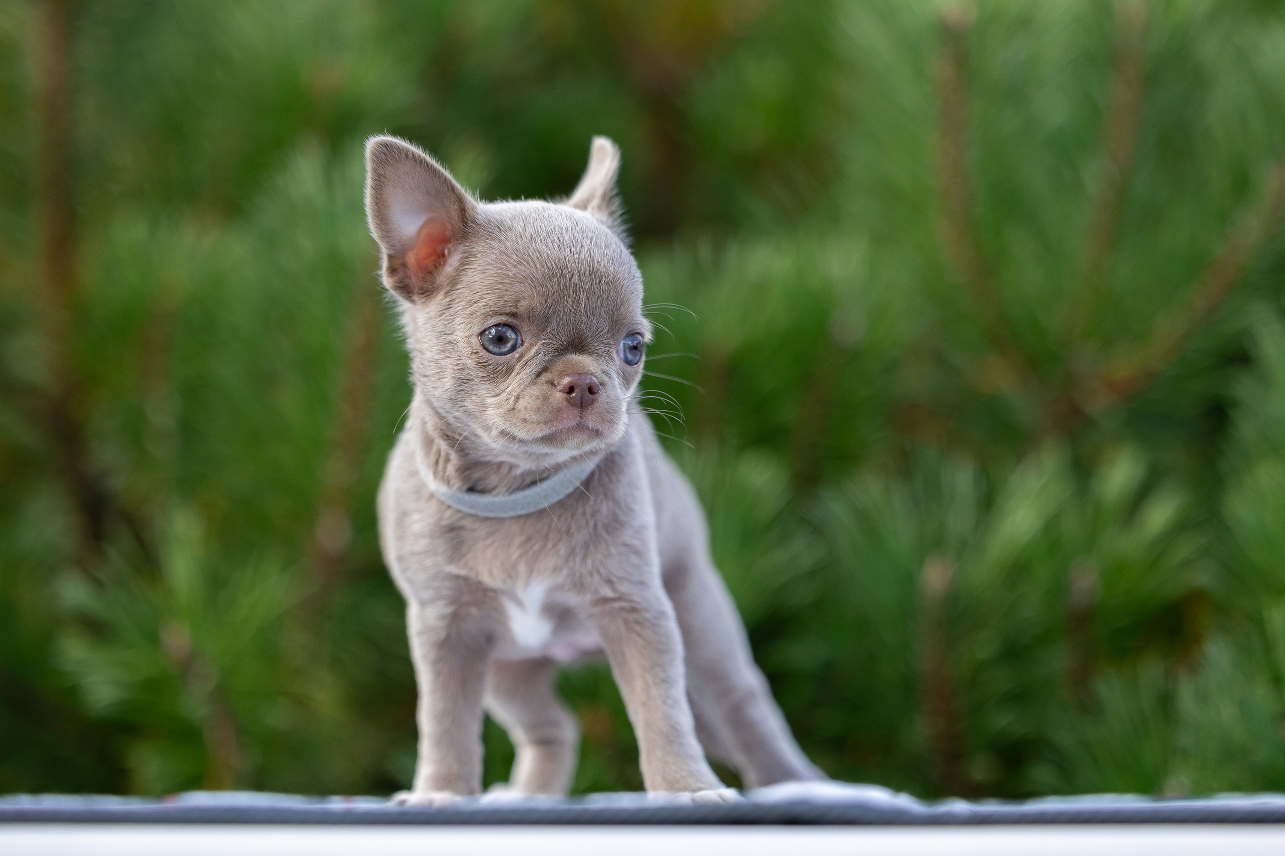 Щенки. Фотограф Яна Матвеева в Ижевске