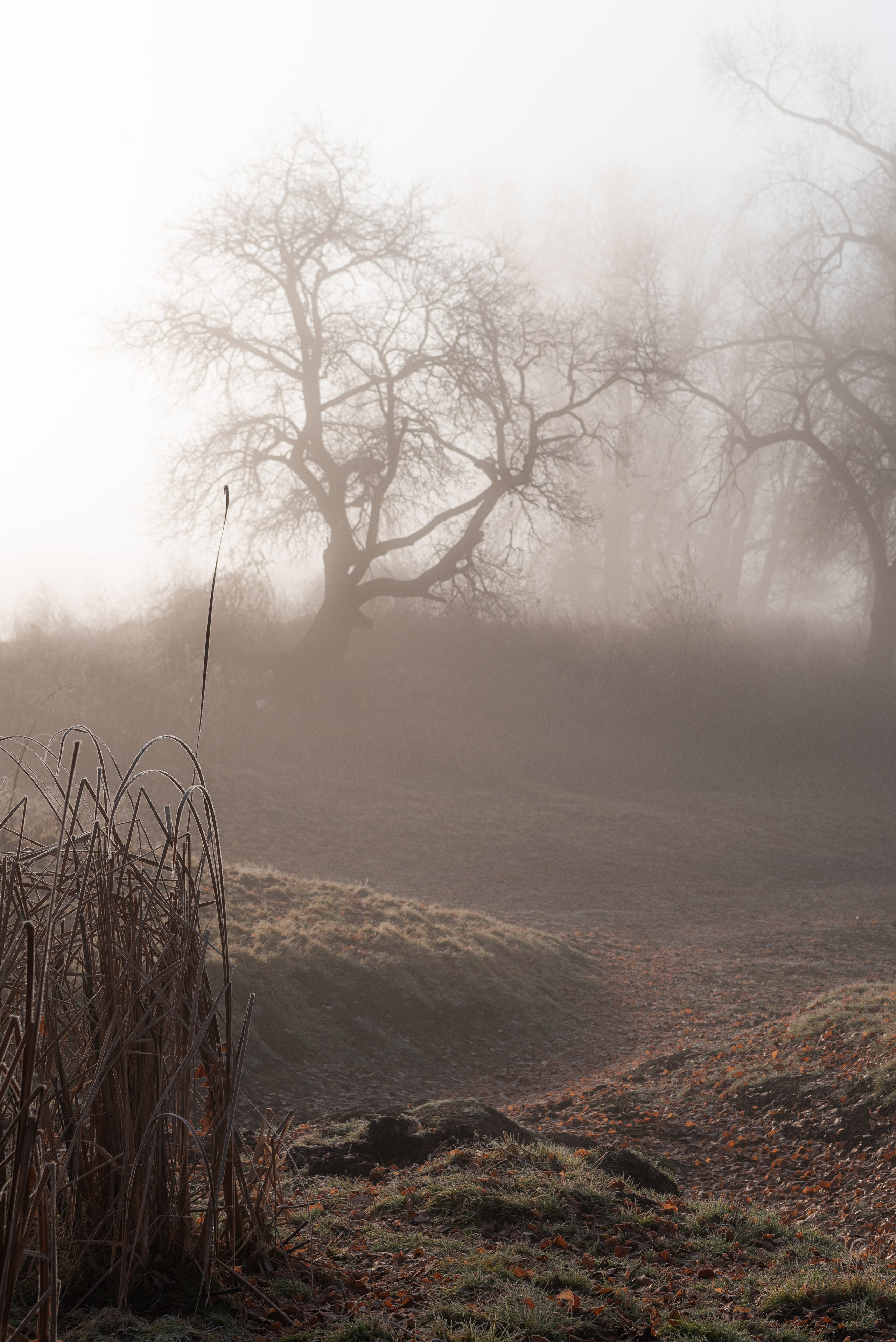Фотографии утреннего тумана под Волжским. Фотограф в Волгограде и Волжском Александр Горбань