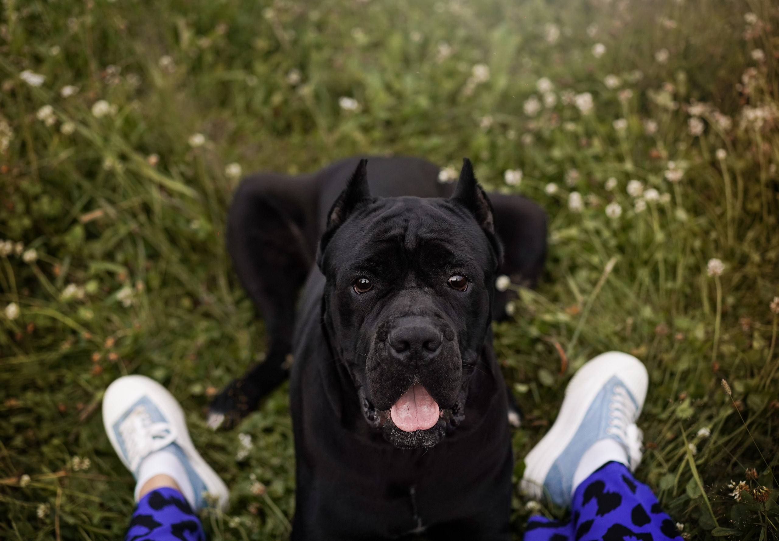 Юлия Костя и Виннер. Фотограф-анималист в Санкт-Петербурге Яна Мартынова
