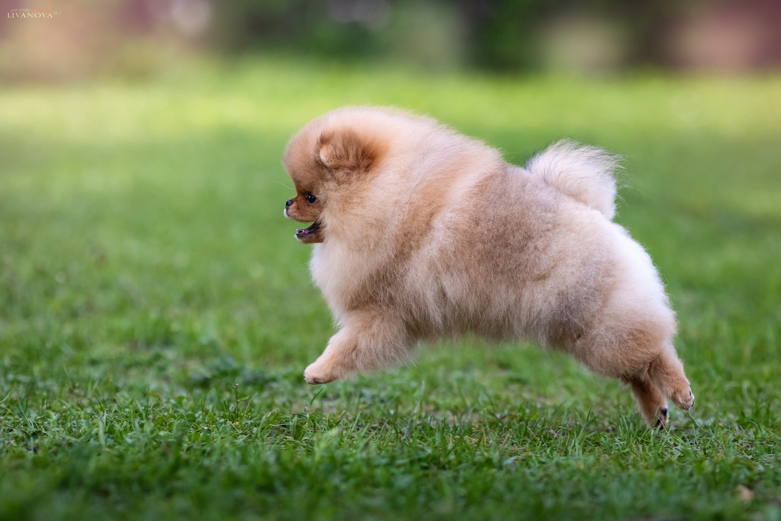 Шпицы. Фотограф анималист Аня Ливанова | Рыбинск