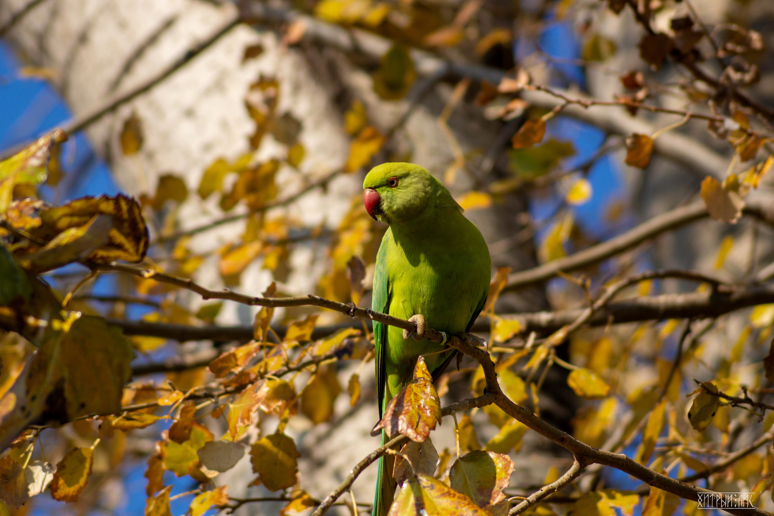 Афины. Фотограф-путешественник Самойлов Максим «Sly Fox»