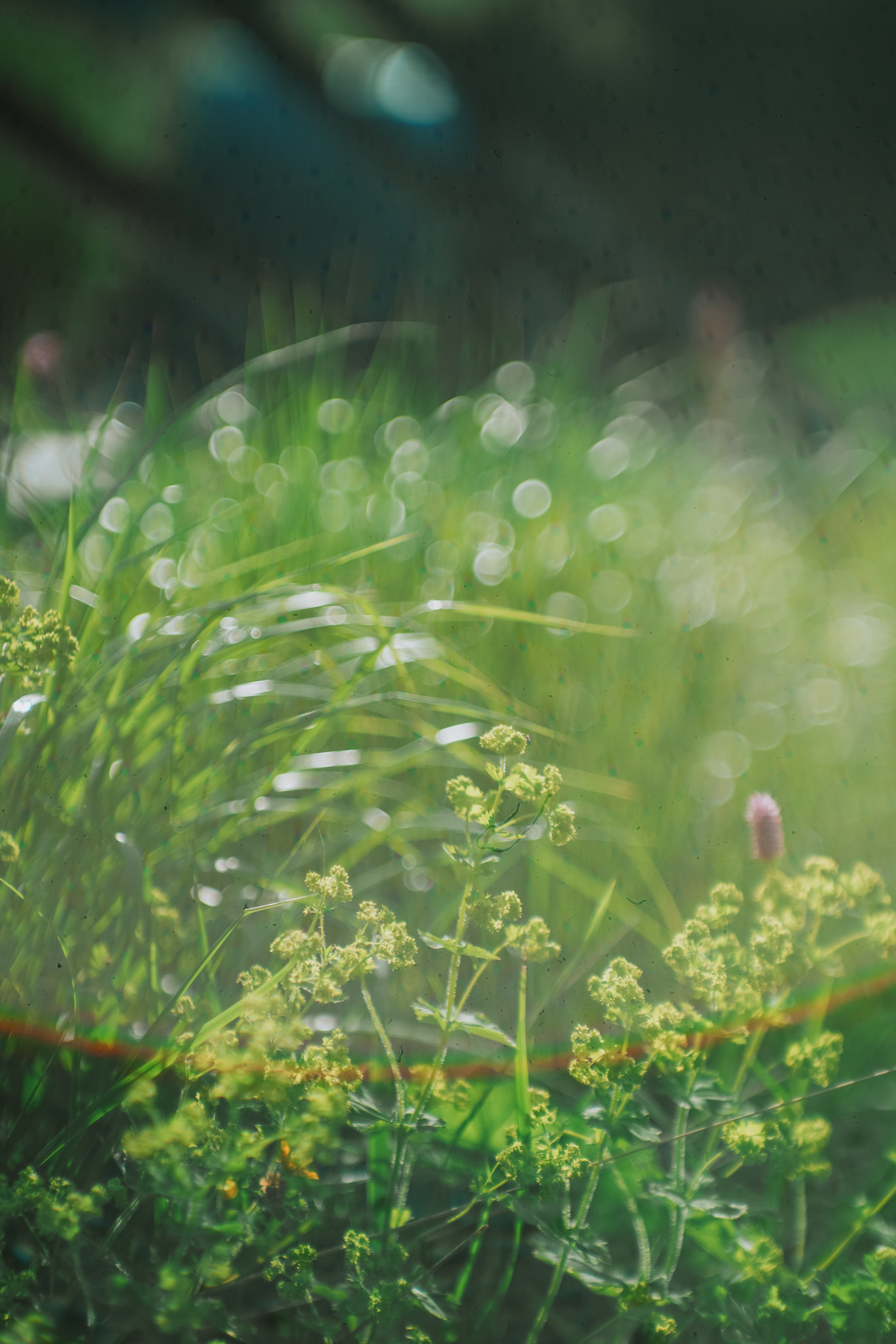 Нахазо ✽ Июль. Репортажный фотограф | Роза Хутор Красная Поляна Сочи Сириус