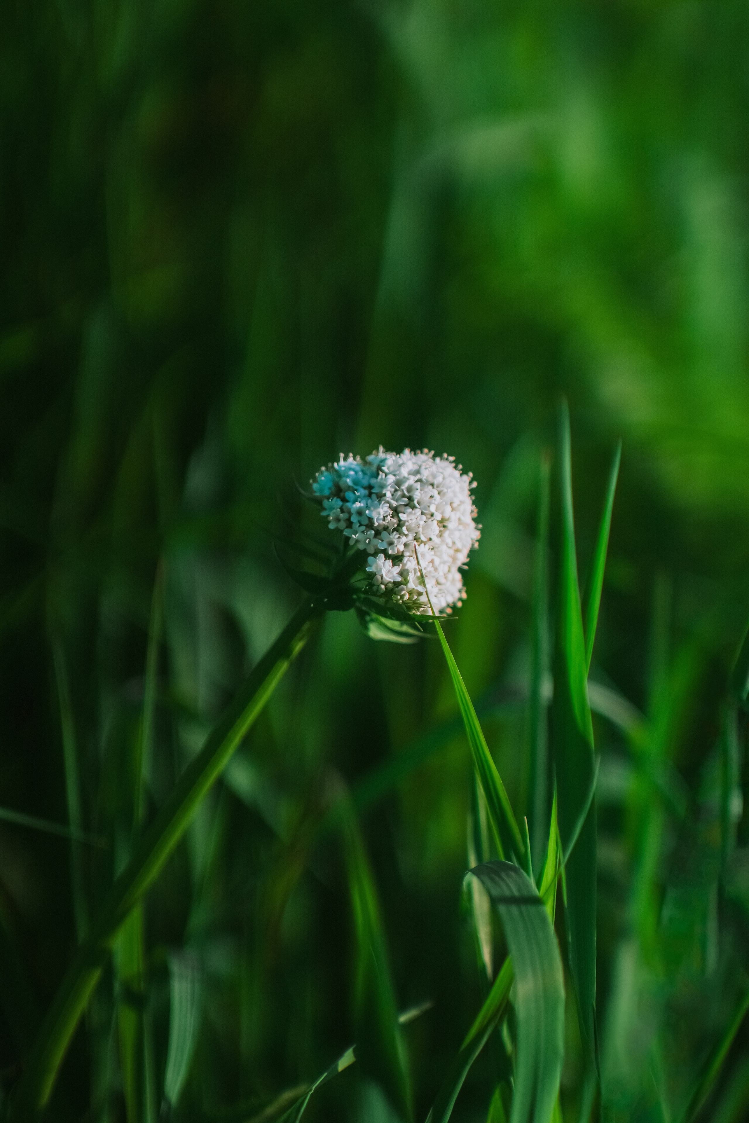Нахазо ✽ Июль. Репортажный фотограф | Роза Хутор Красная Поляна Сочи Сириус