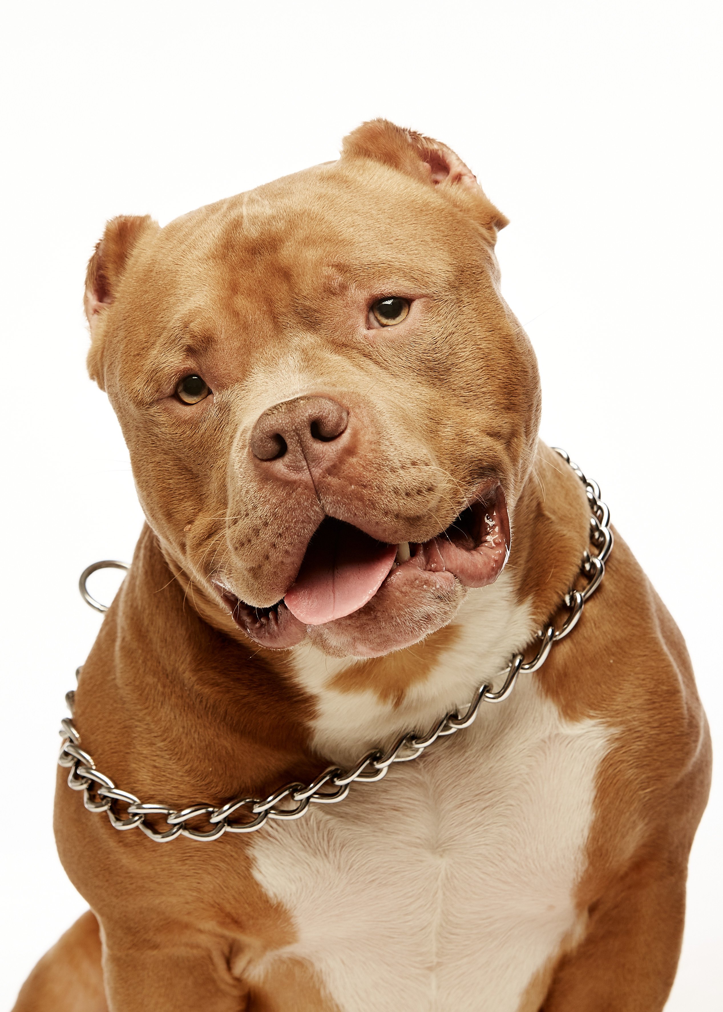 Портреты животных. Photographer Michael Stenin