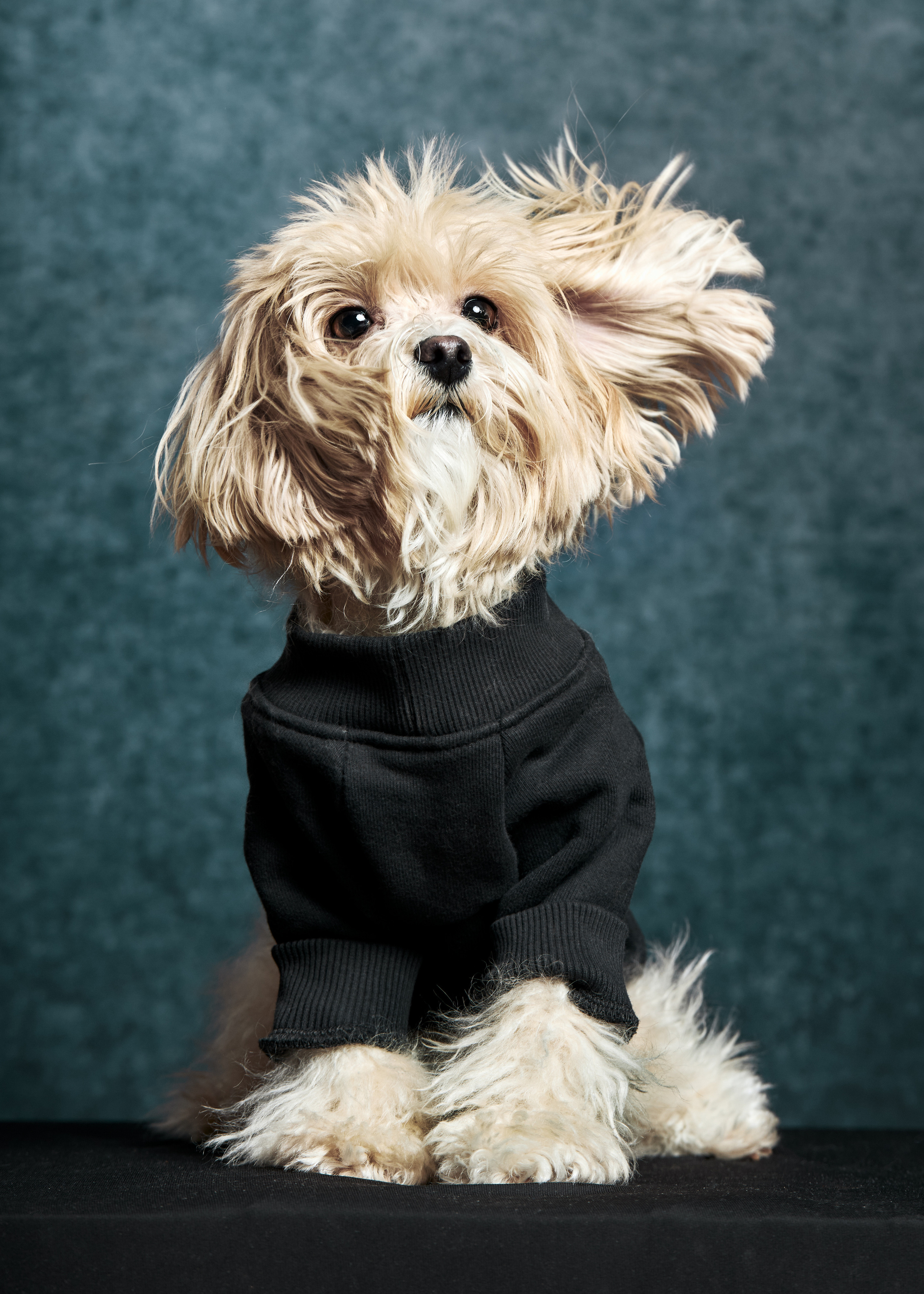 Выставка в Галерее Классической фотографии «У любви четыре лапы». Фотограф Михаил Стенин