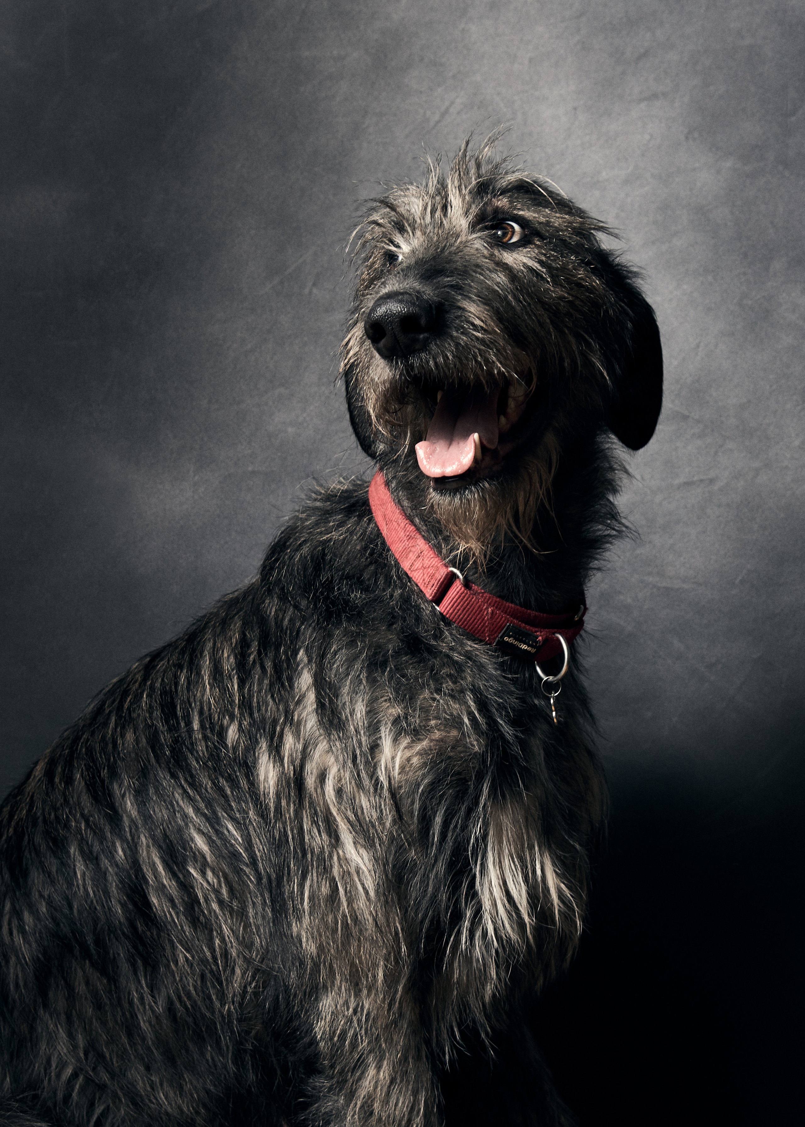 Выставка в Галерее Классической фотографии «У любви четыре лапы». Фотограф Михаил Стенин