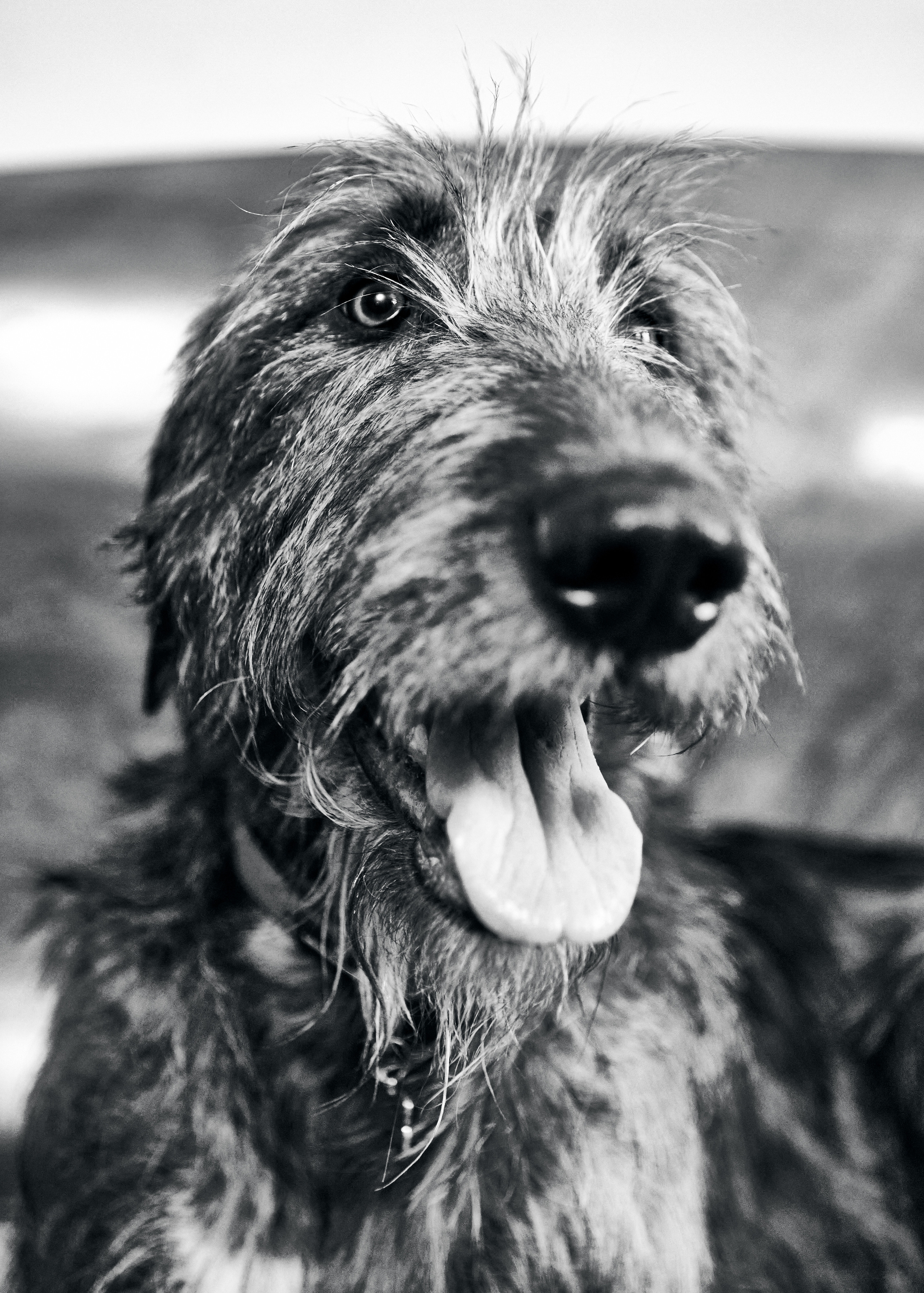 Выставка в Галерее Классической фотографии «У любви четыре лапы». Фотограф Михаил Стенин