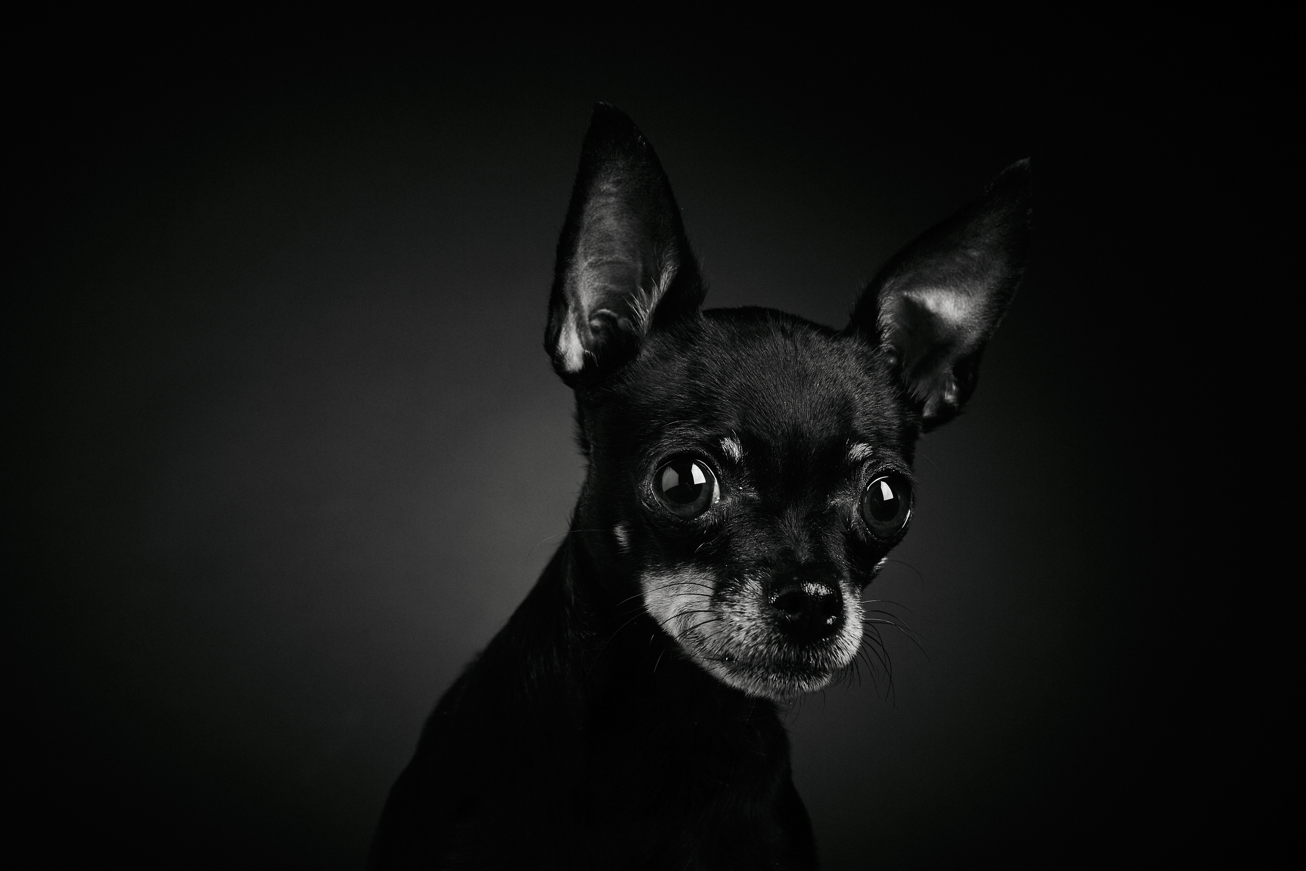 Портреты животных. Photographer Michael Stenin