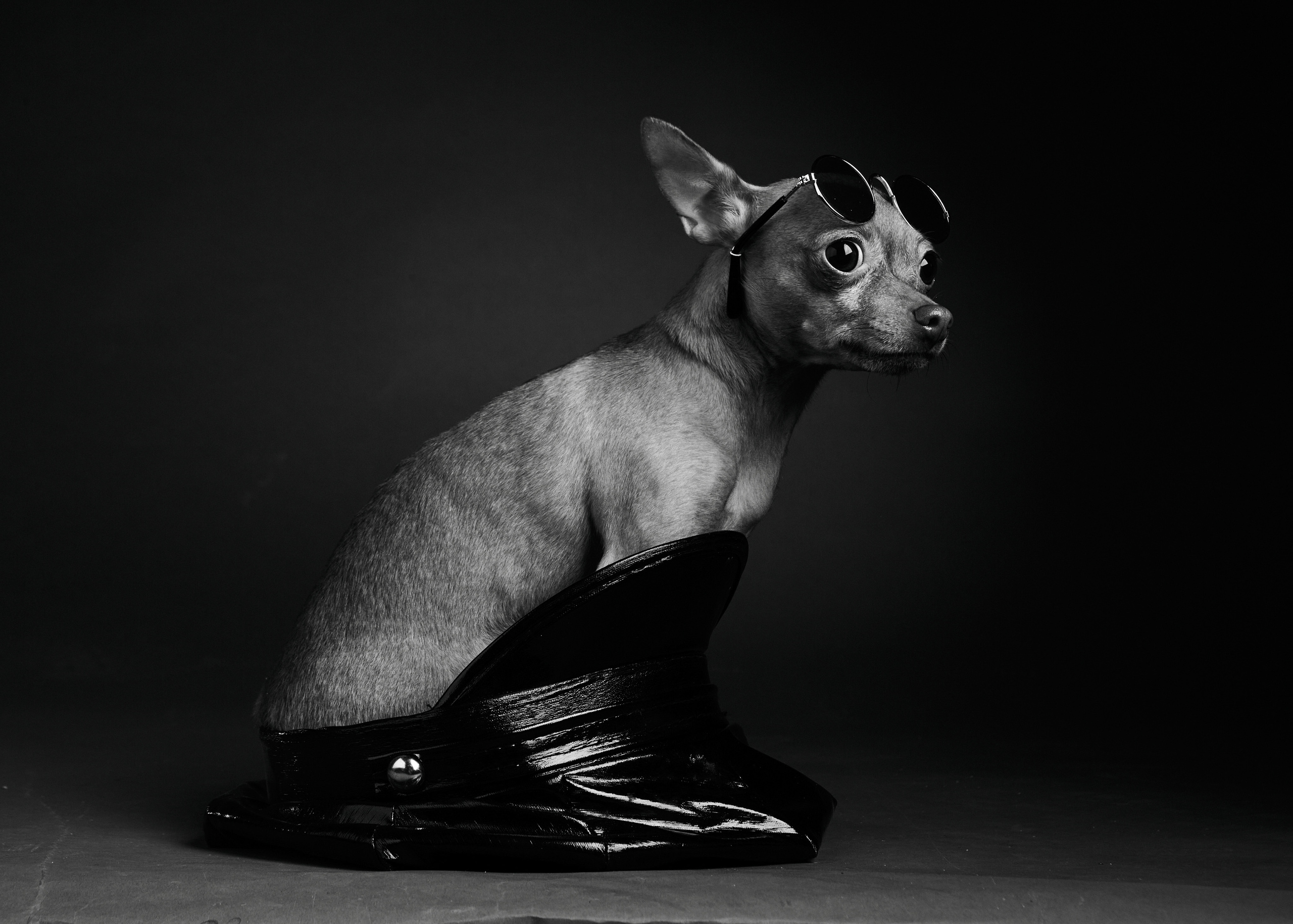 Портреты животных. Photographer Michael Stenin