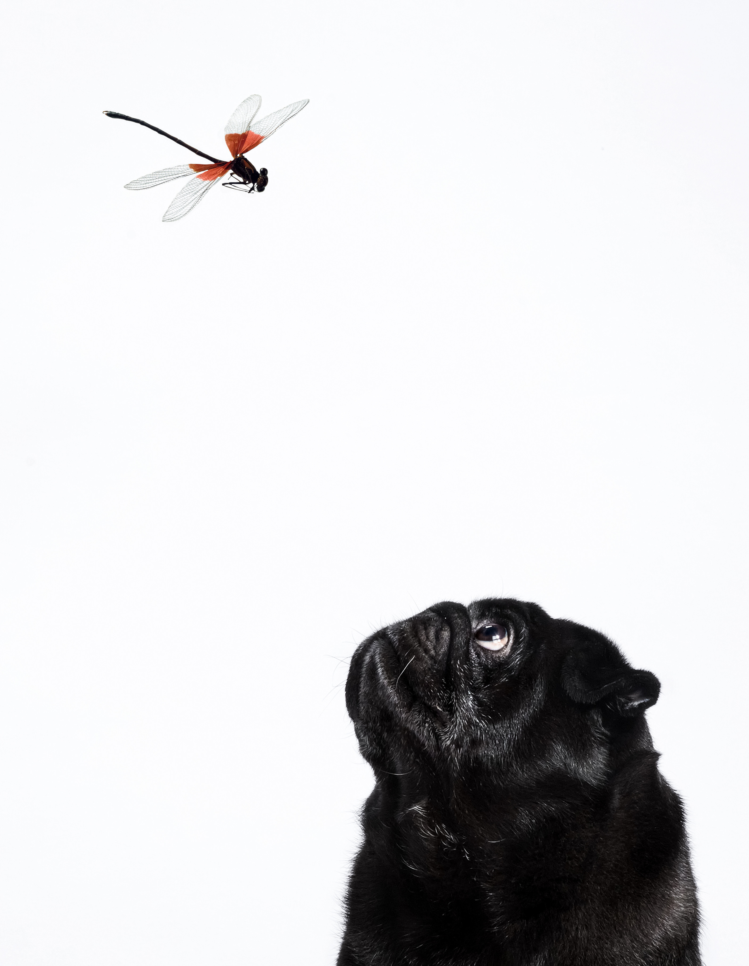 Выставка в Галерее Классической фотографии «У любви четыре лапы». Фотограф Михаил Стенин