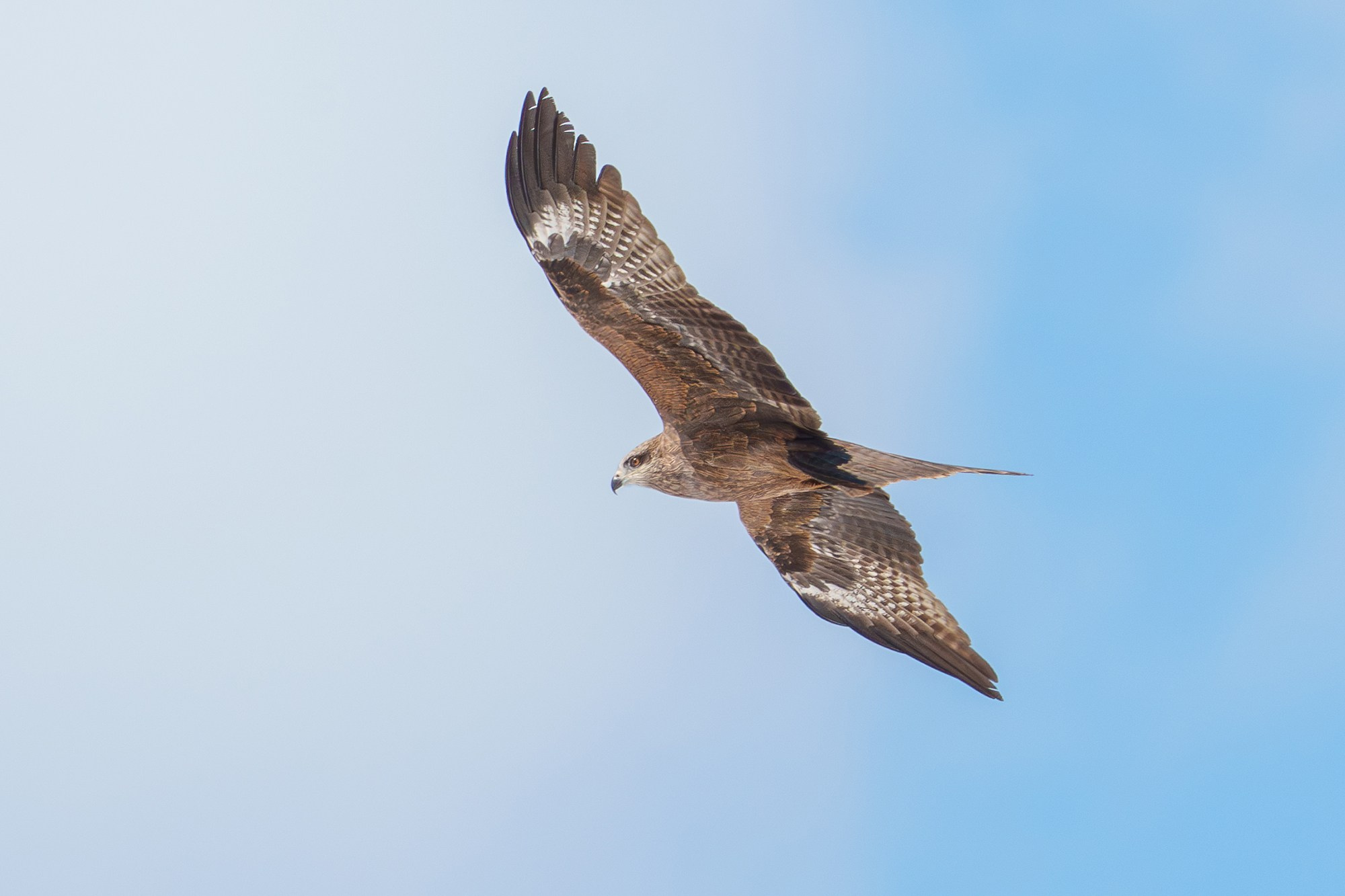 Удивительные мир птиц. Вокруг нас столько прекрасного — присмотритесь!. Ваш личный фотограф Марина Волкова