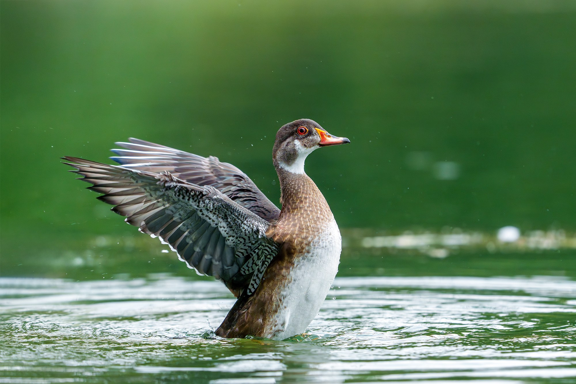 Удивительные мир птиц. Вокруг нас столько прекрасного — присмотритесь!. Ваш личный фотограф Марина Волкова