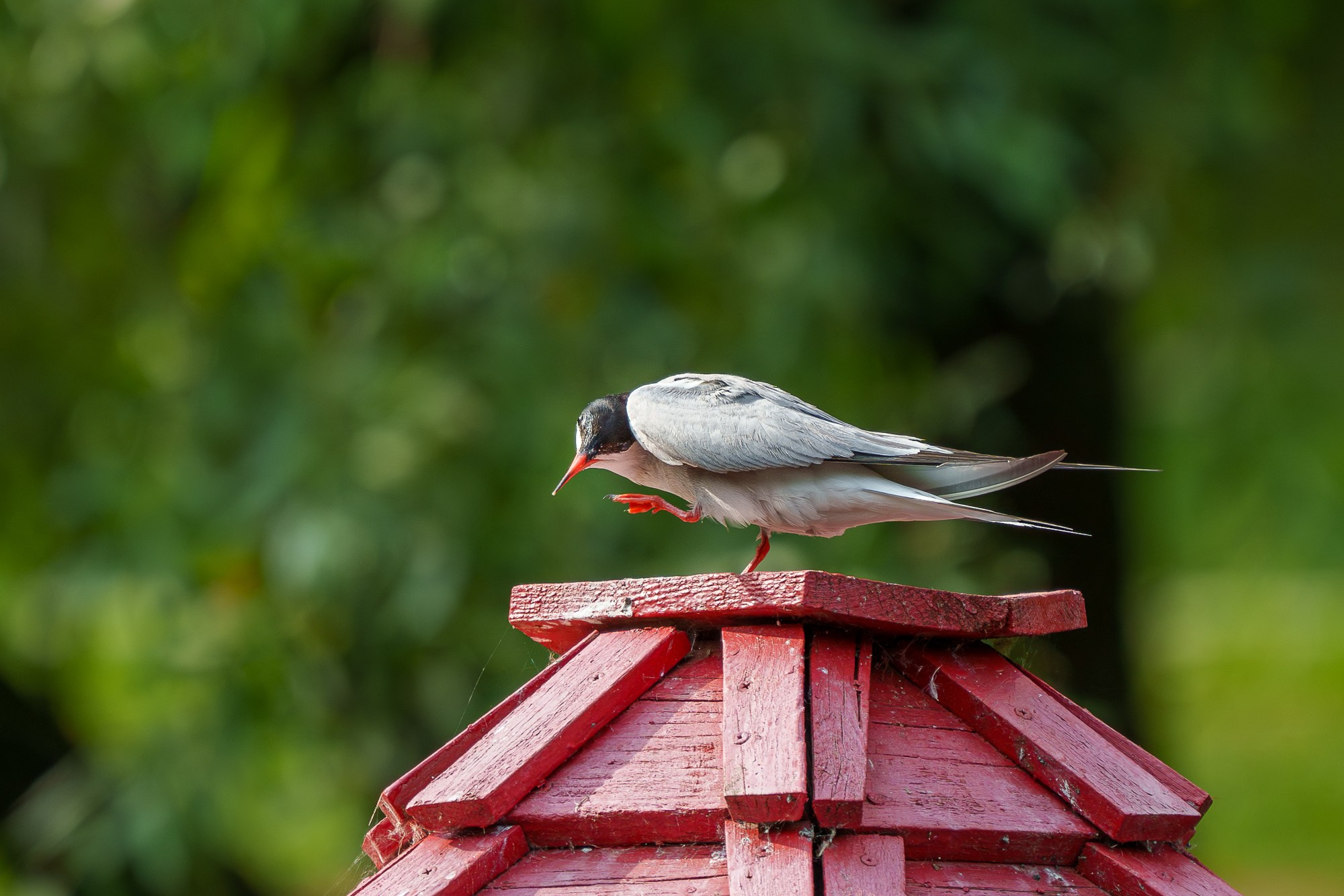 Удивительные мир птиц. Вокруг нас столько прекрасного — присмотритесь!. Ваш личный фотограф Марина Волкова
