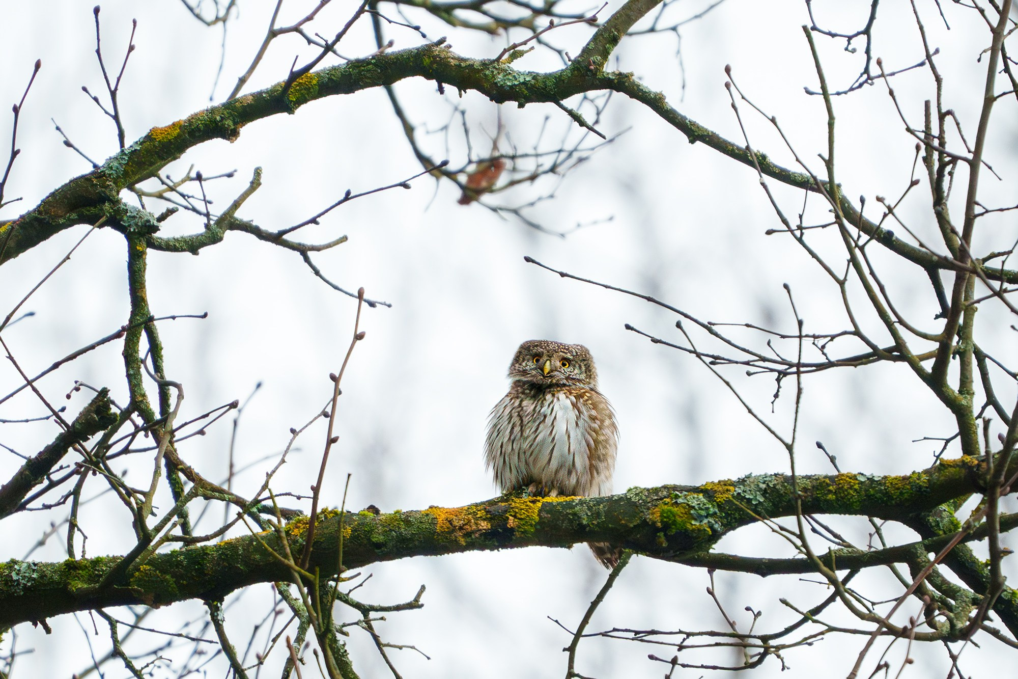 Удивительные мир птиц. Вокруг нас столько прекрасного — присмотритесь!. Ваш личный фотограф Марина Волкова