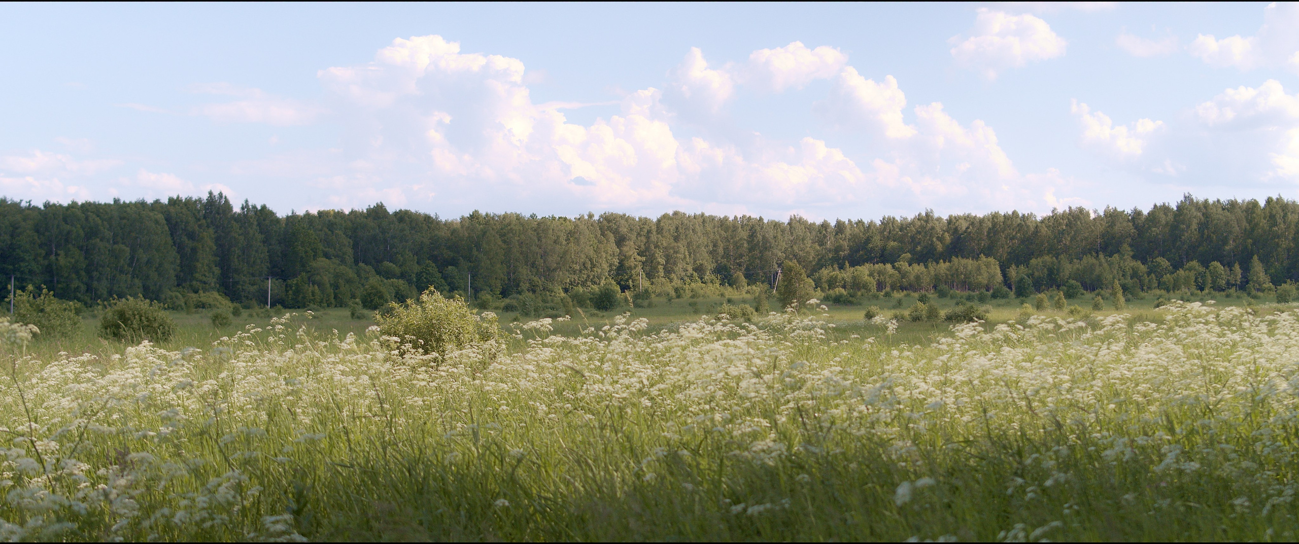 Footage from the interview. Poale Ell Chinese Crested Dog Kennel: Buy a puppy from the kennel
