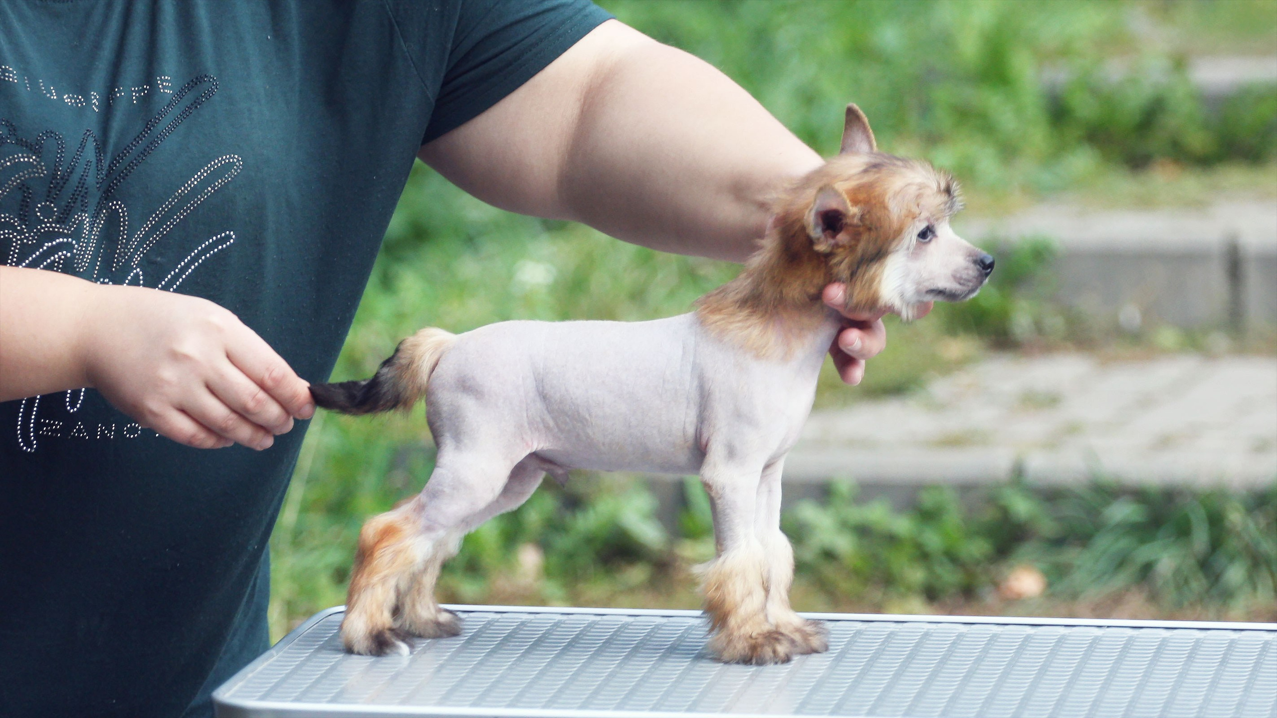 Litter C. Chinese Crested Dog Kennel Poale Ell