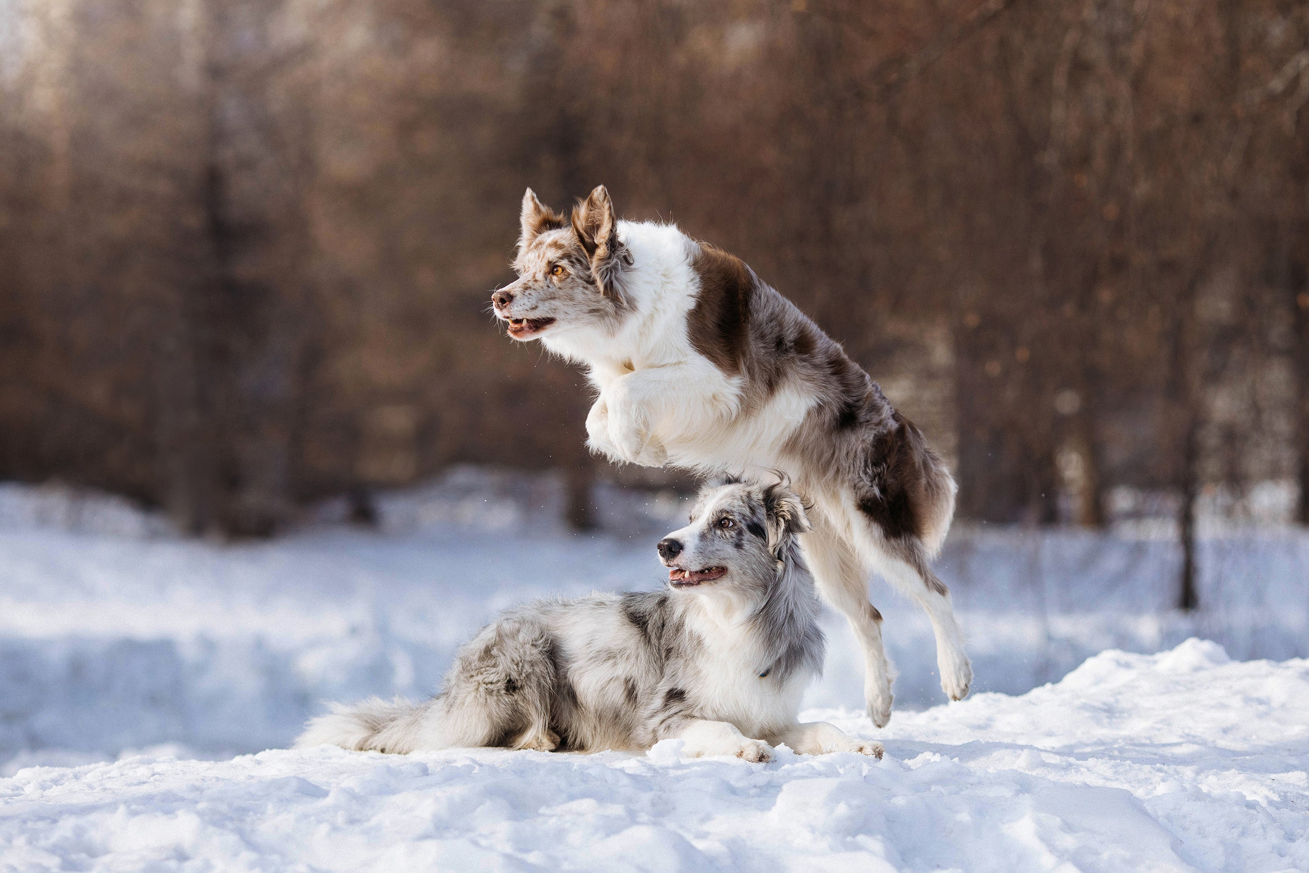 Съемка животных. Конный фотограф в Челябинске Стромова Ольга