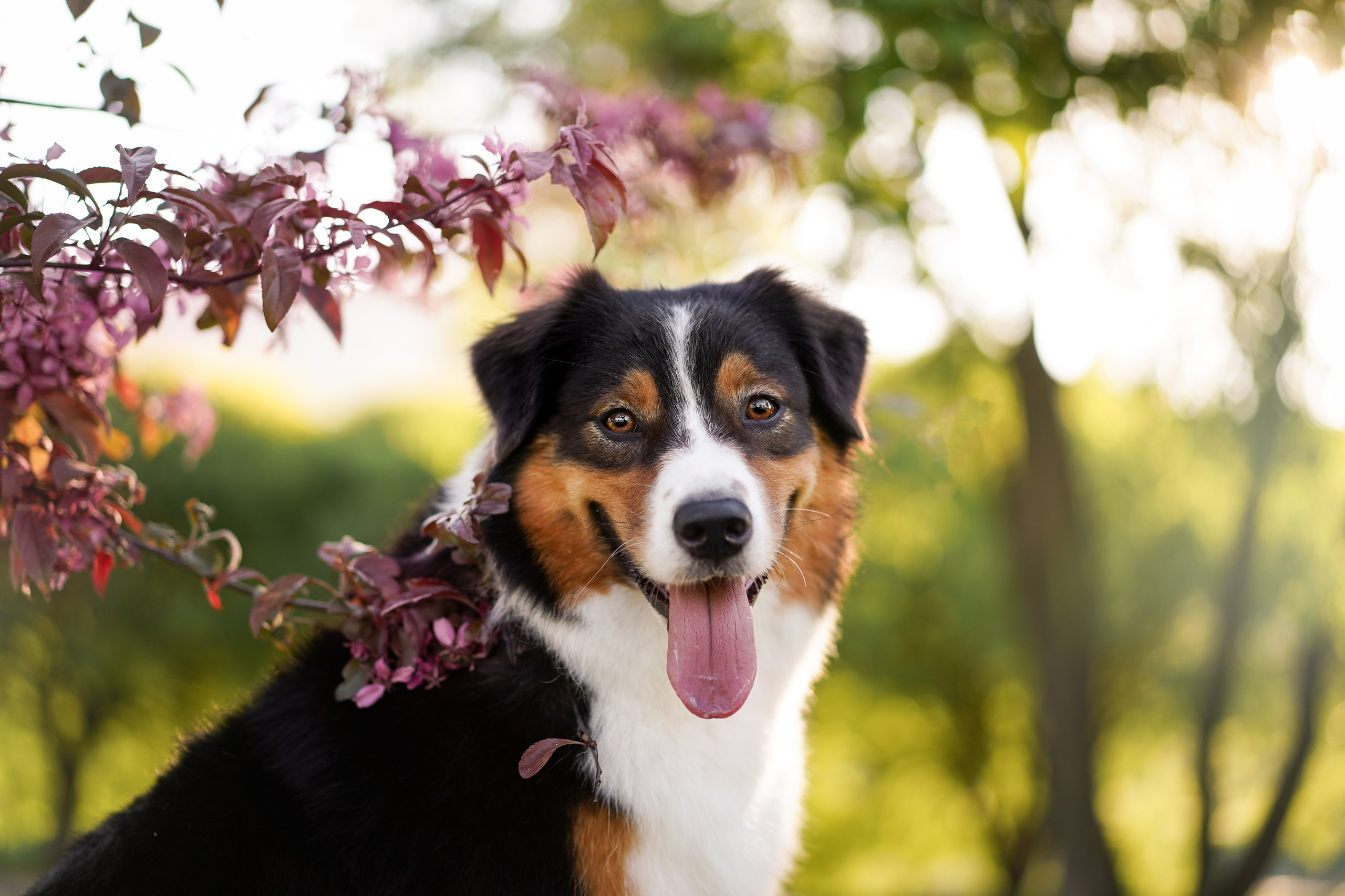 Аусси в Яблоневом саду. Фотограф-анималист в Санкт-Петербурге Яна Мартынова