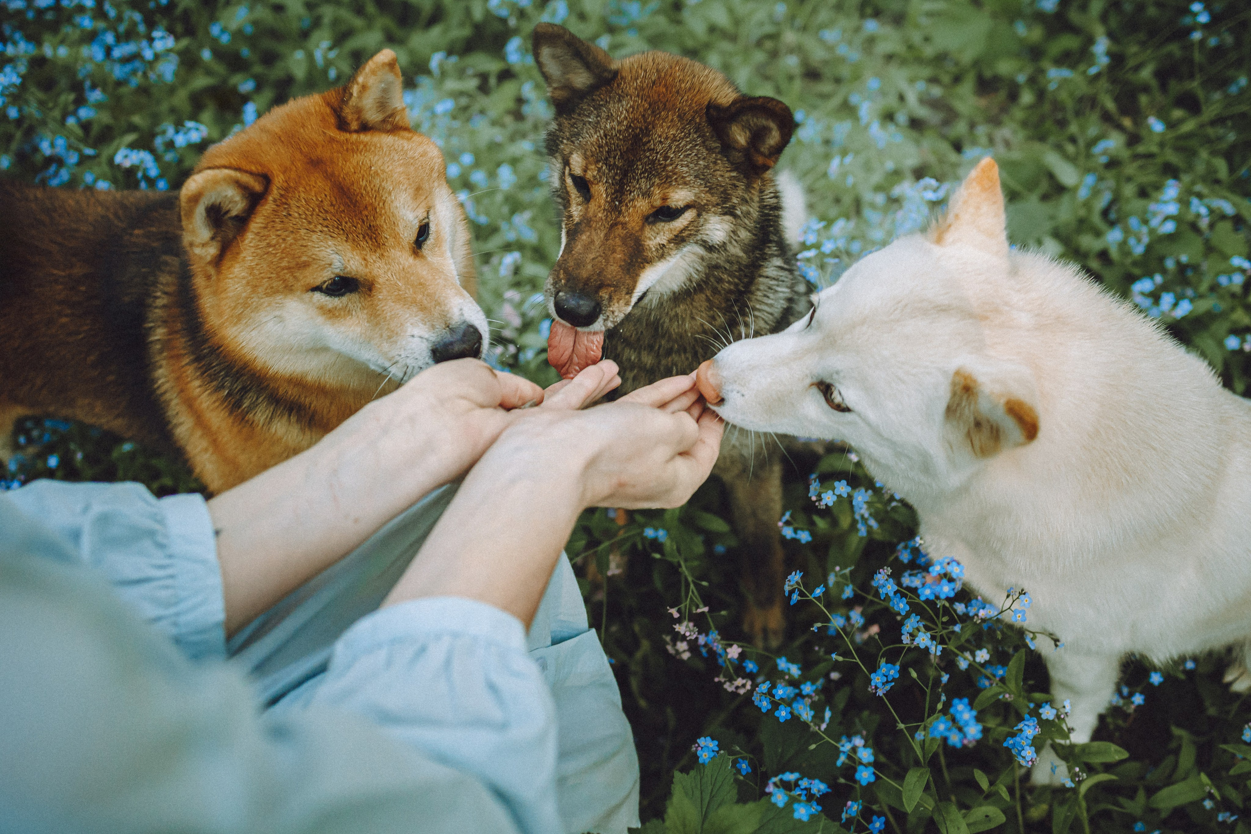 Шед, Цири, Чиби, Цера и их семья