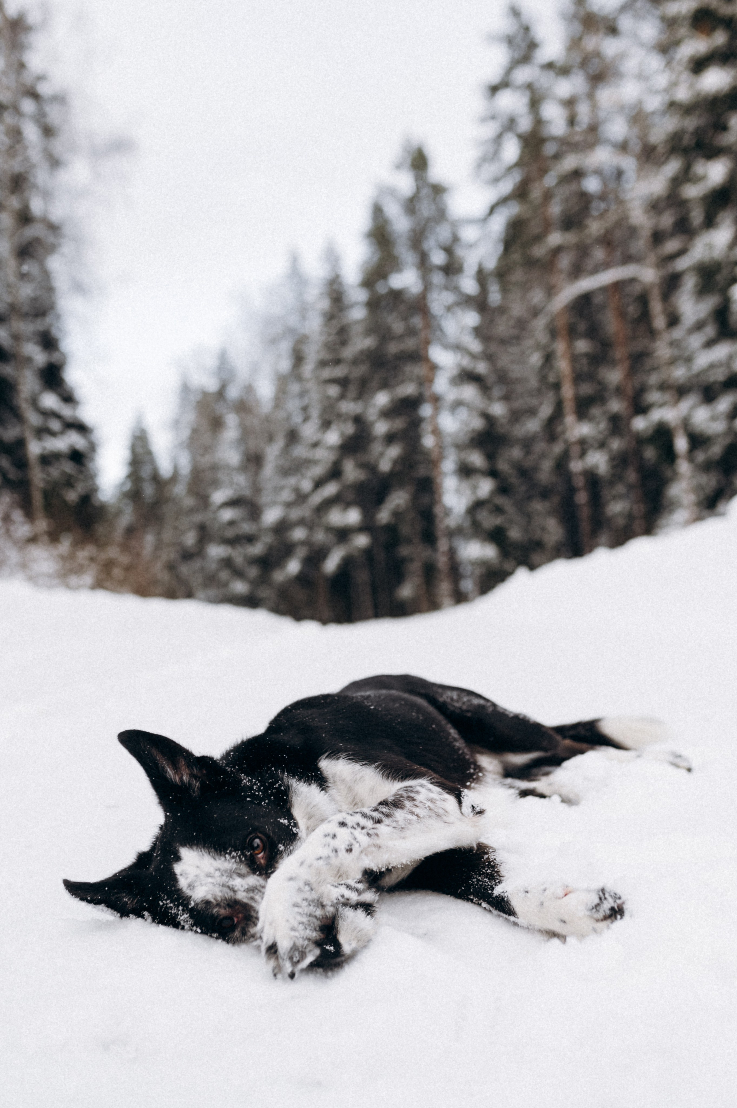 Аня и Милан. Фотограф анималист в Москве Ольга Агушева
