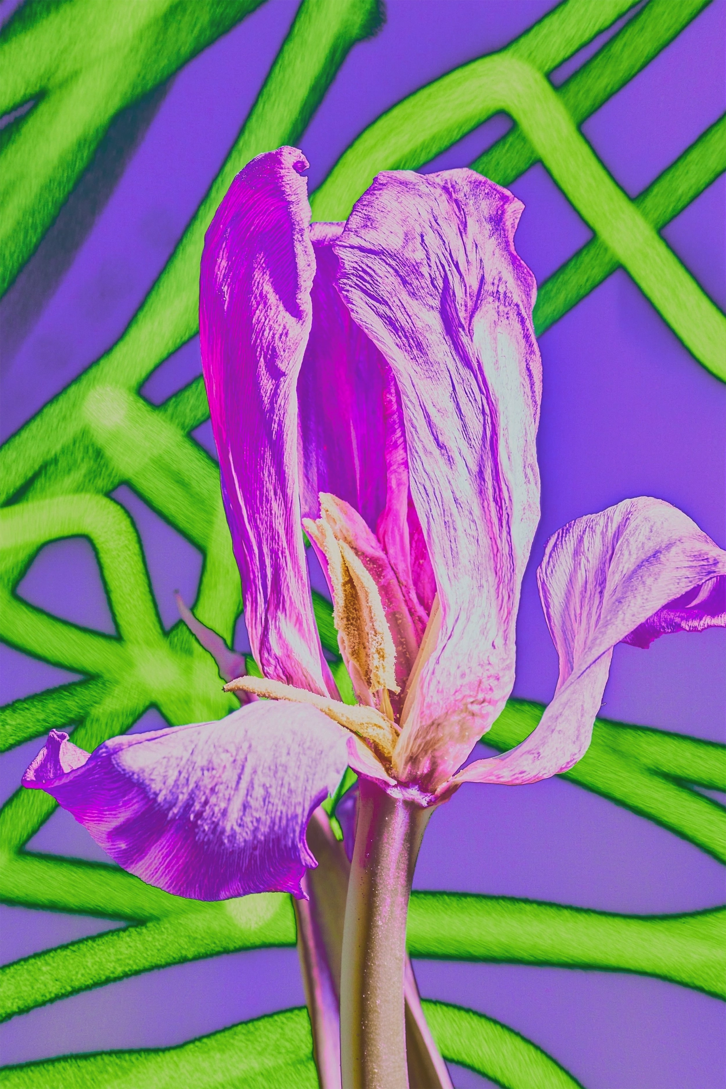 Интерьерные картины. Ангелина Журавлева Фотограф в Москве