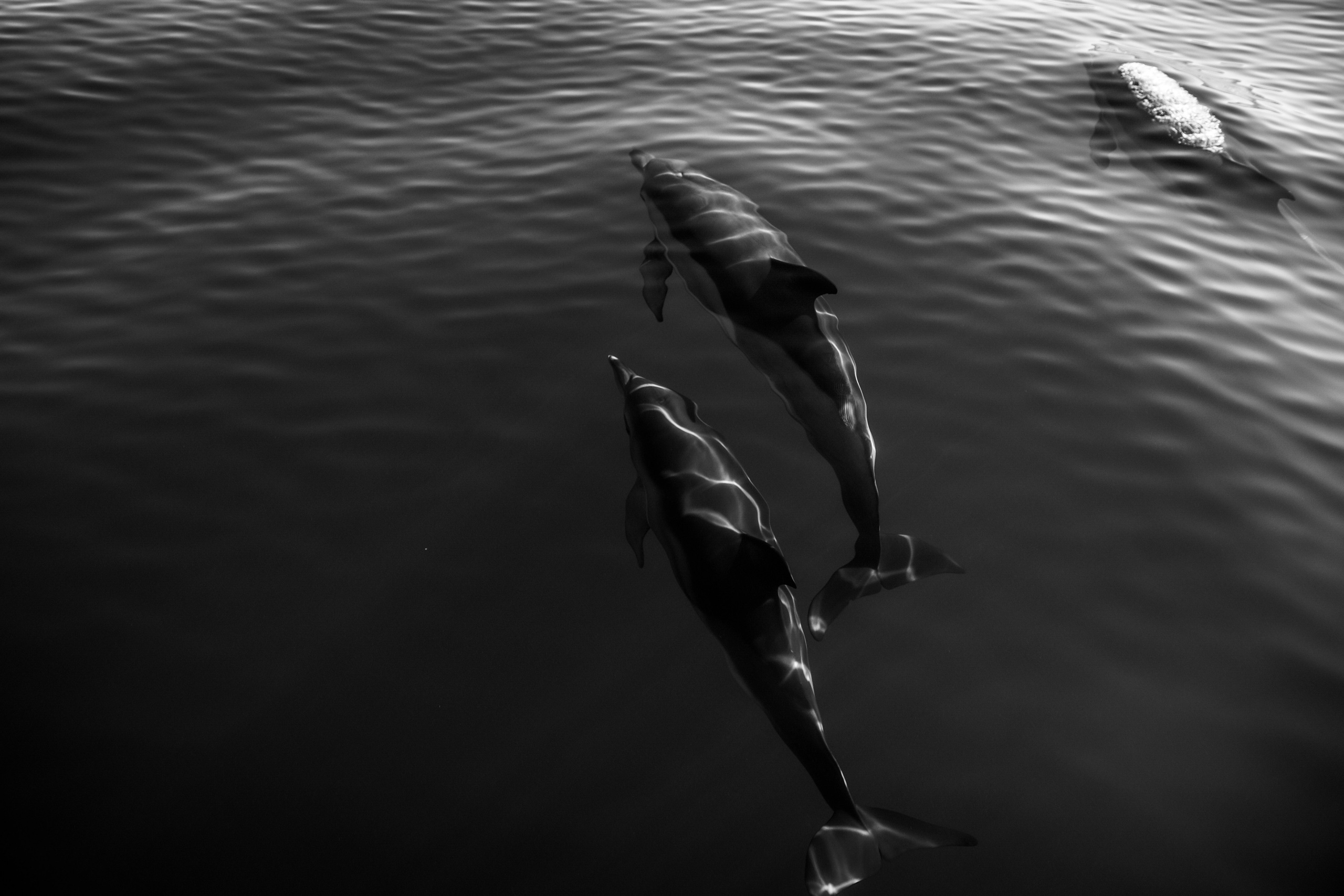 Wild and free. Anastasia Serdyuk, travel photographer, travel photo, portraits, stories, fineart prints