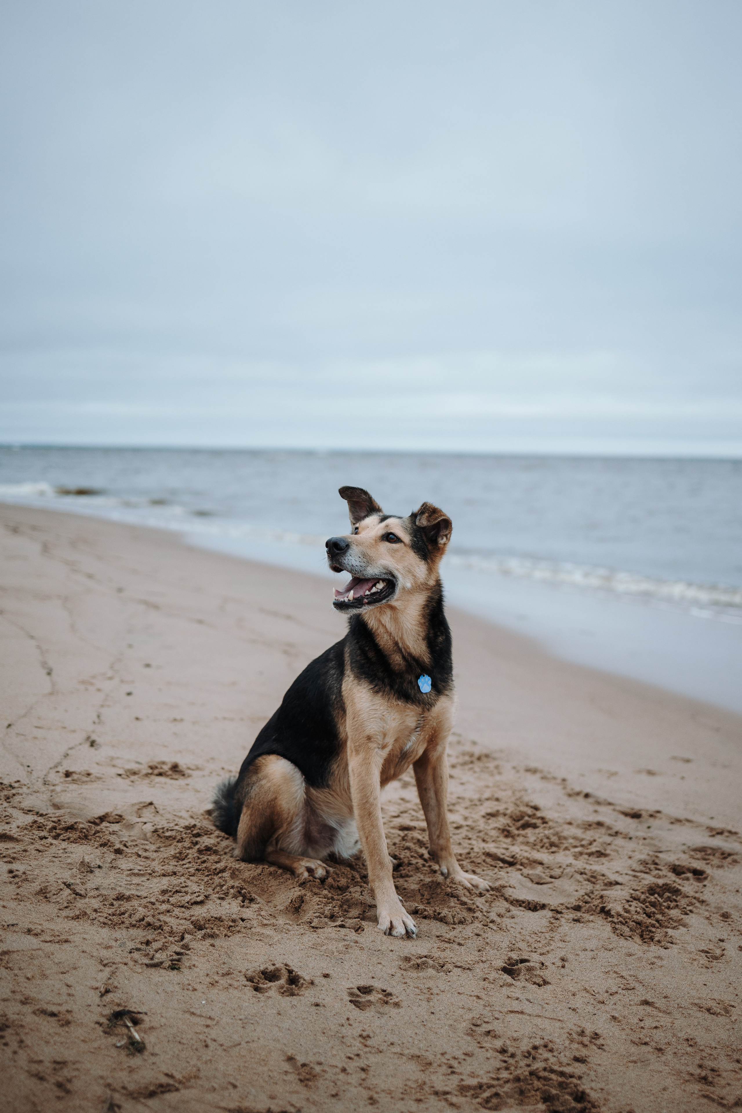 Наталья и Того. Фотограф — Анималист | Санкт-Петербург