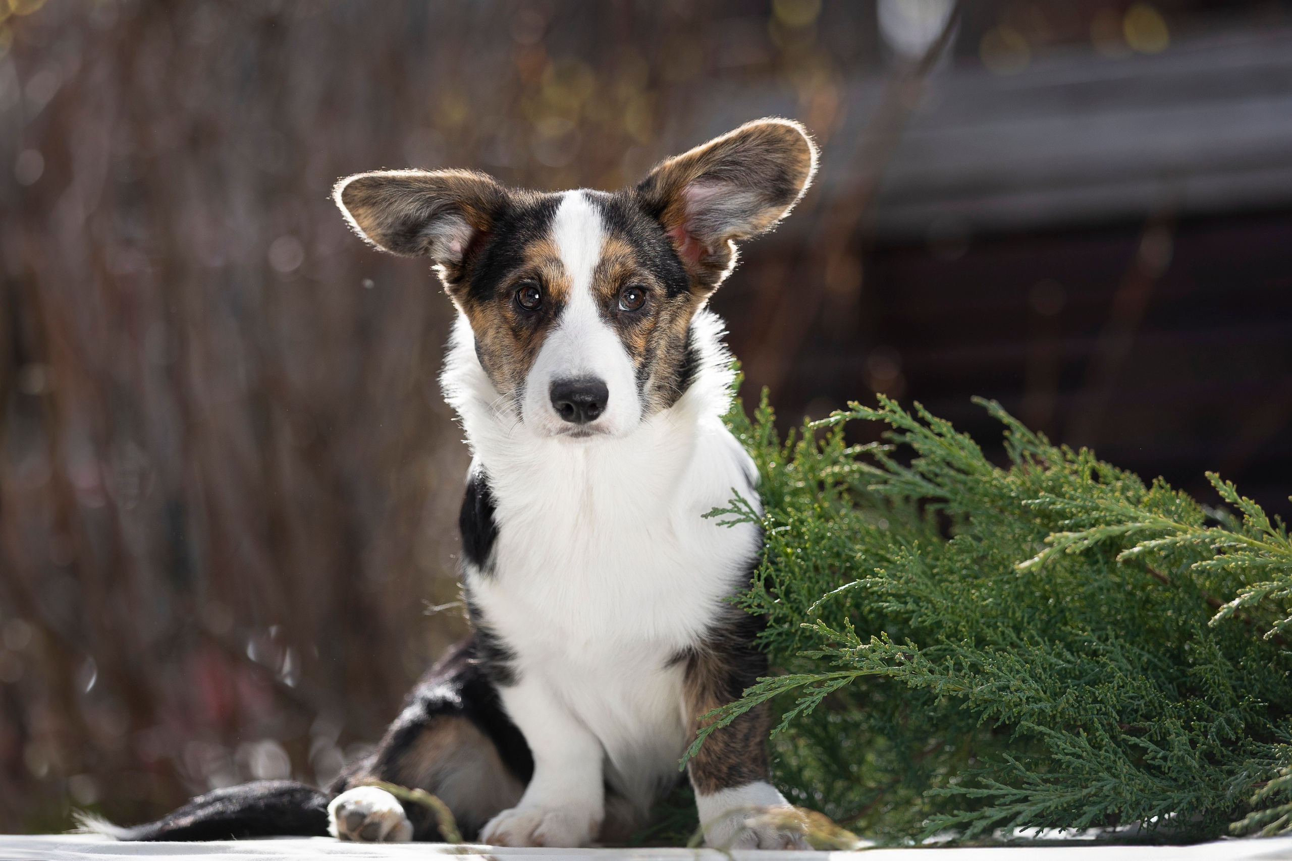 Вельш Корги Кардиган. Фотограф анималист, семейный фотограф, фотограф собак Комратова Мария. г. Москва