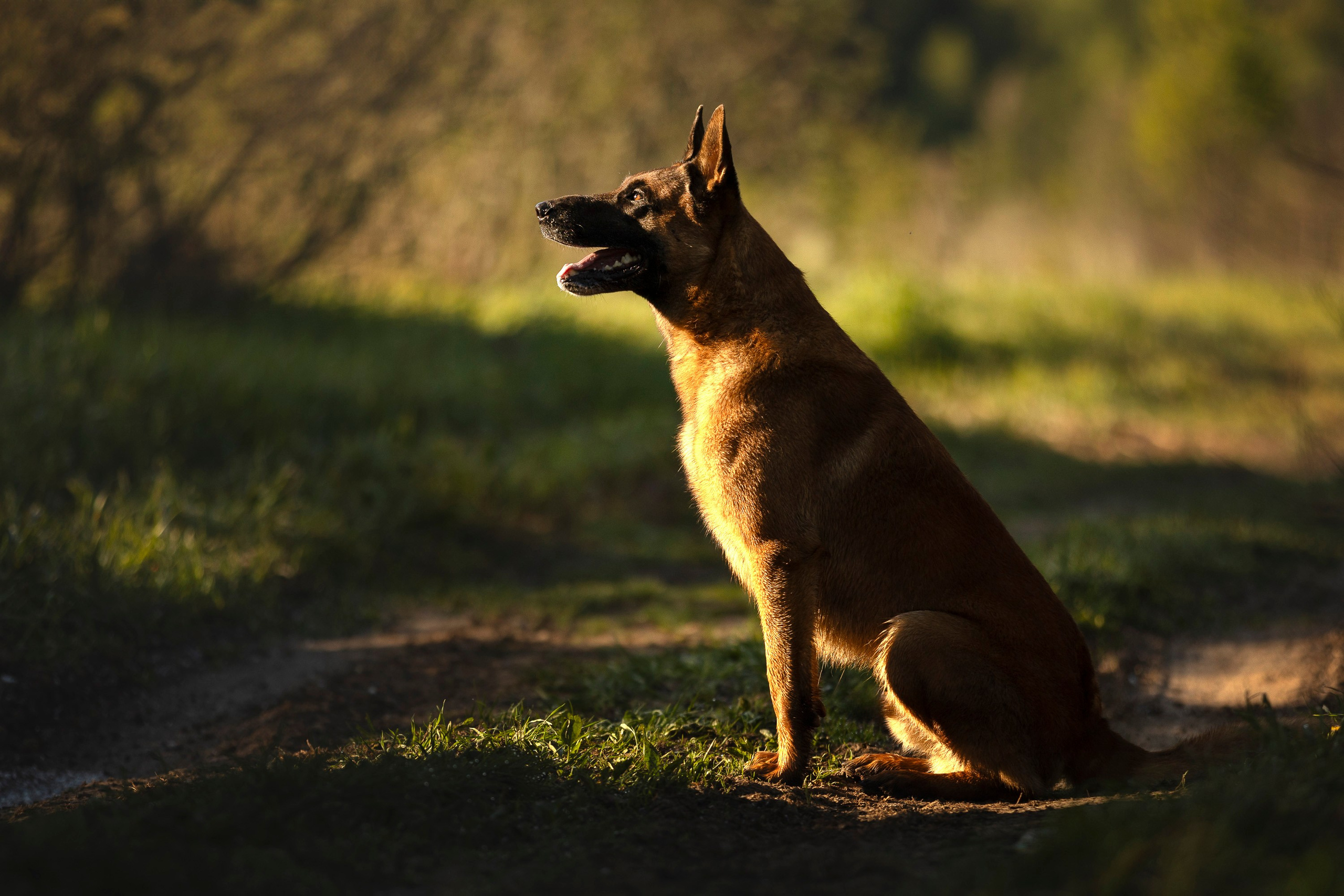 Рассвет с Прохором и Корицей. Фотограф анималист, семейный фотограф, фотограф собак Комратова Мария. г. Москва