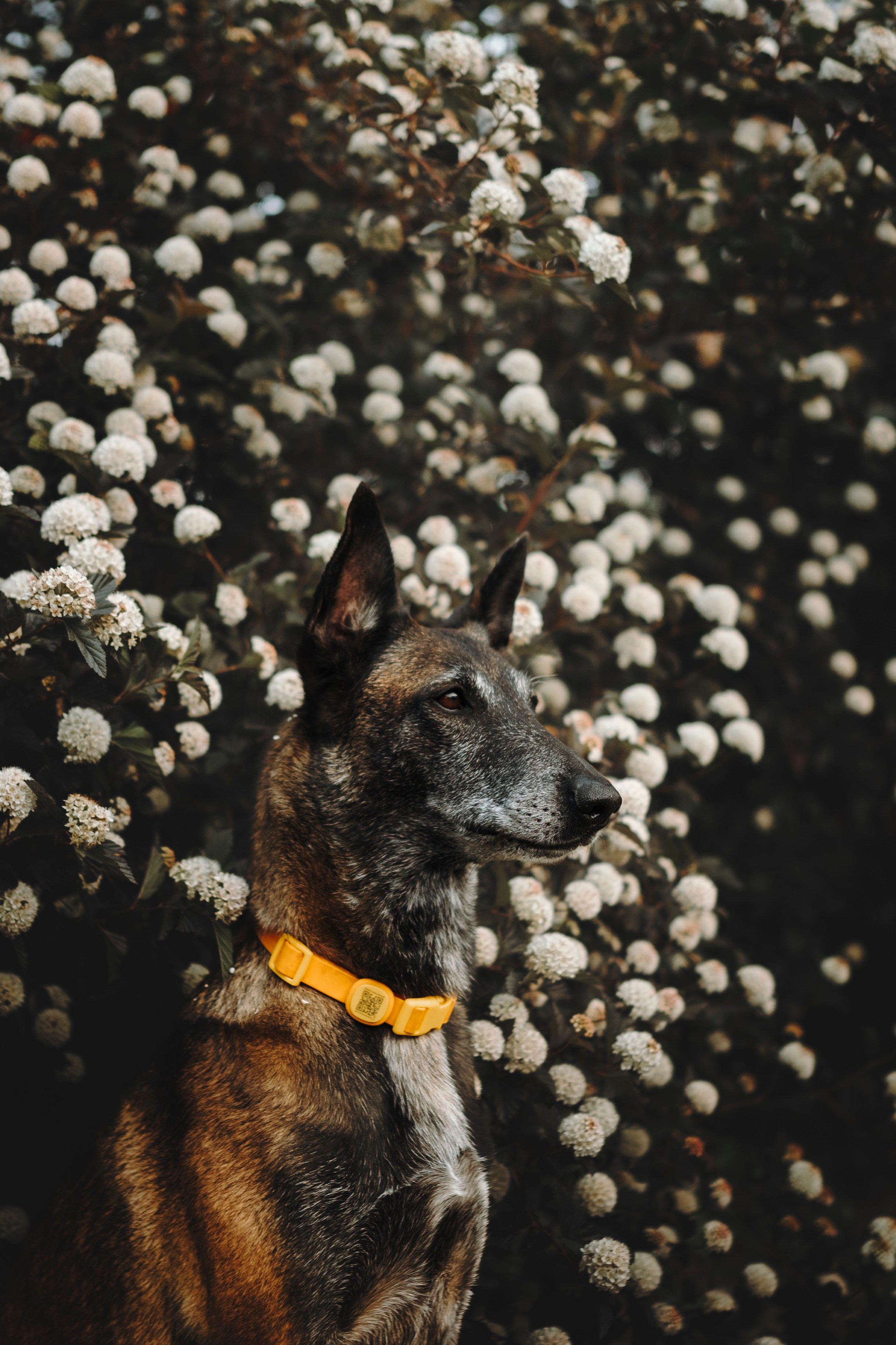 Вика, Ари и Нави. Семейный фотограф анималист Ананьева Мария — Москва