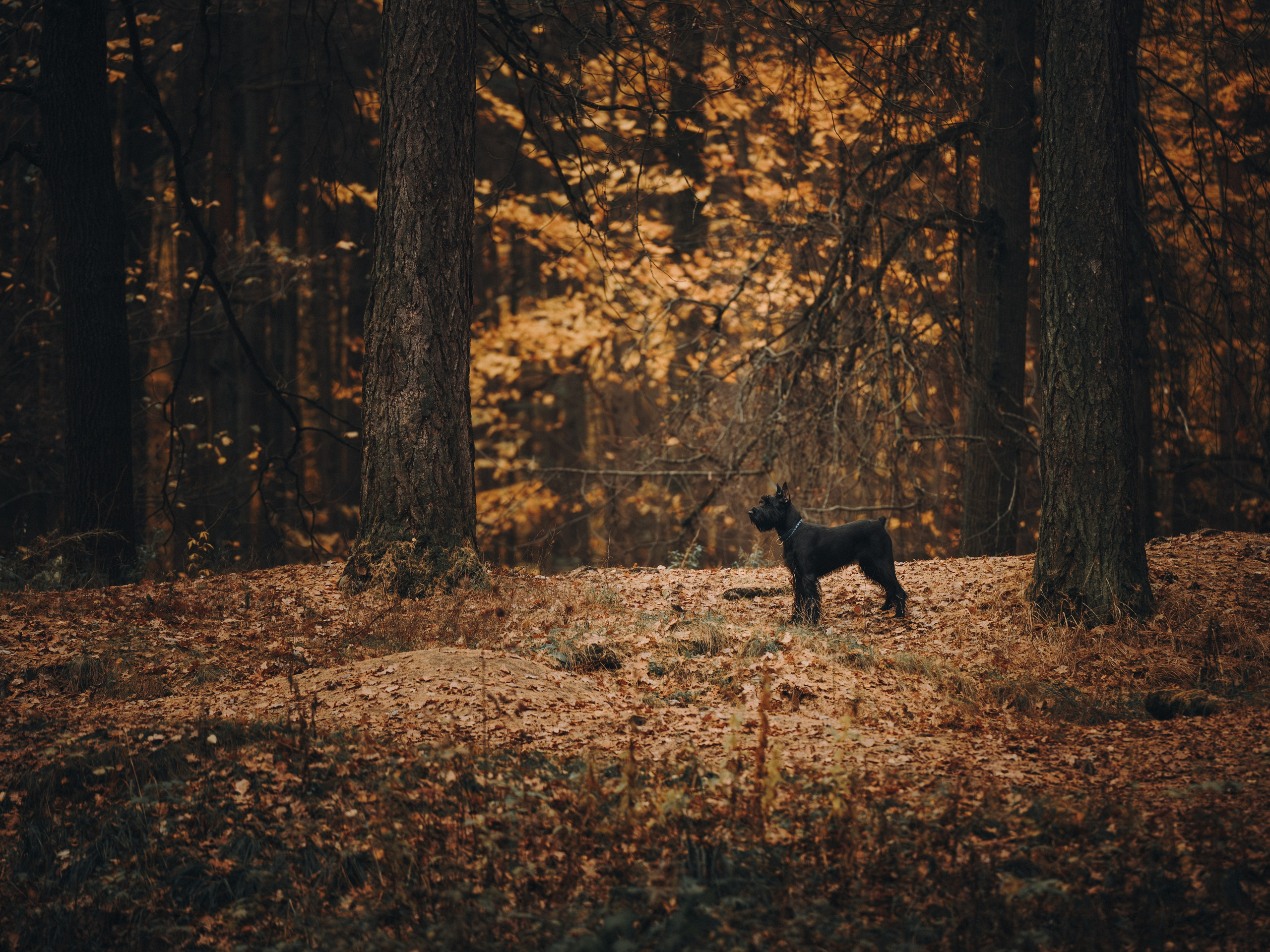 Даша и Умбра. Семейный фотограф анималист Ананьева Мария — Москва