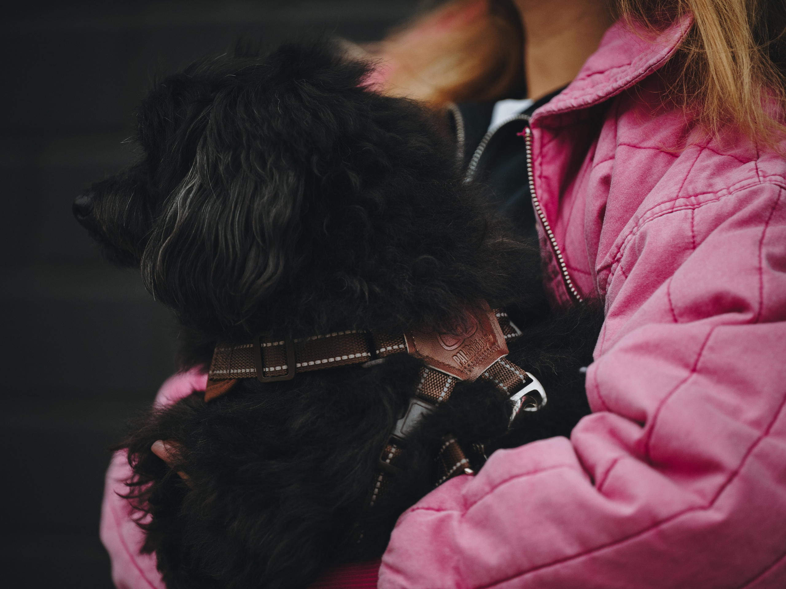 Pawsitive. Семейный фотограф анималист Ананьева Мария — Москва