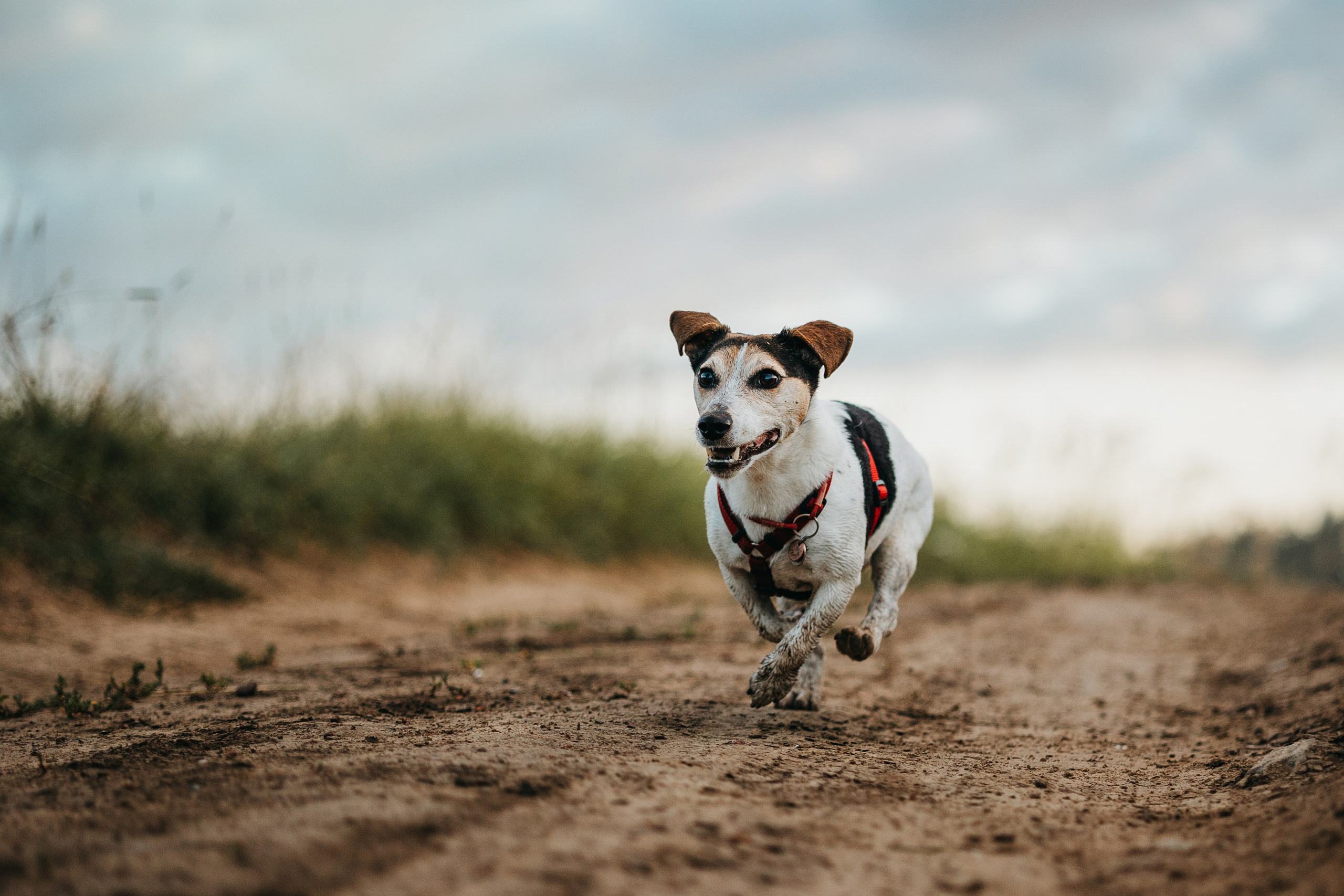 Маша и Персик. Фотограф — Анималист | Санкт-Петербург