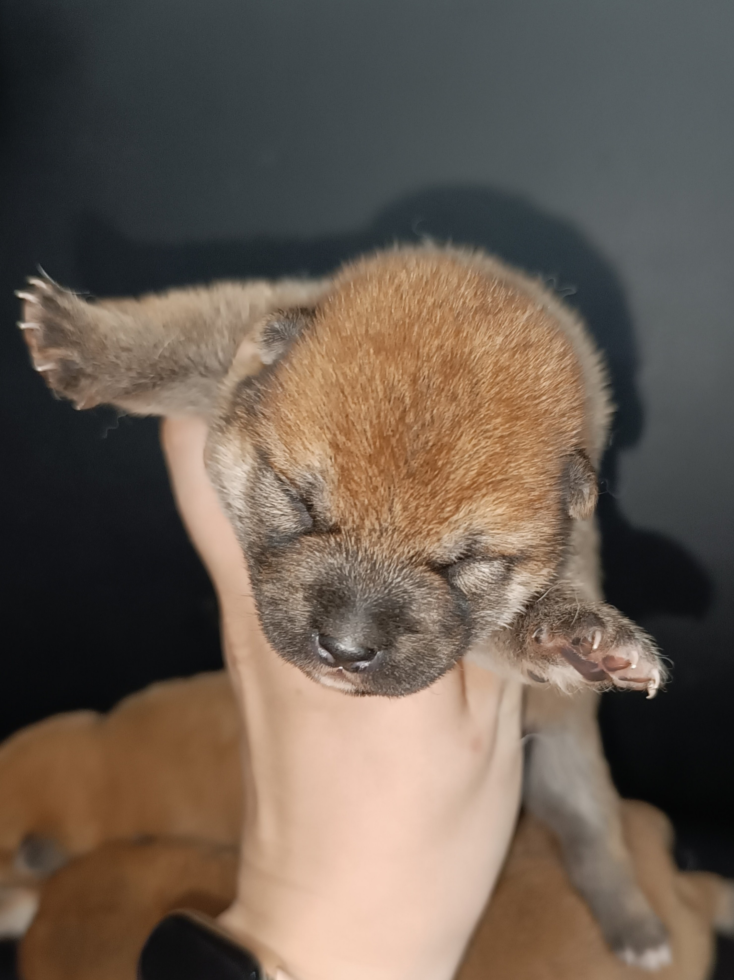 сиба питомник Рубилайт щенки на продажу rubylight  сиба щенки купить СПб Санкт-Петербург 