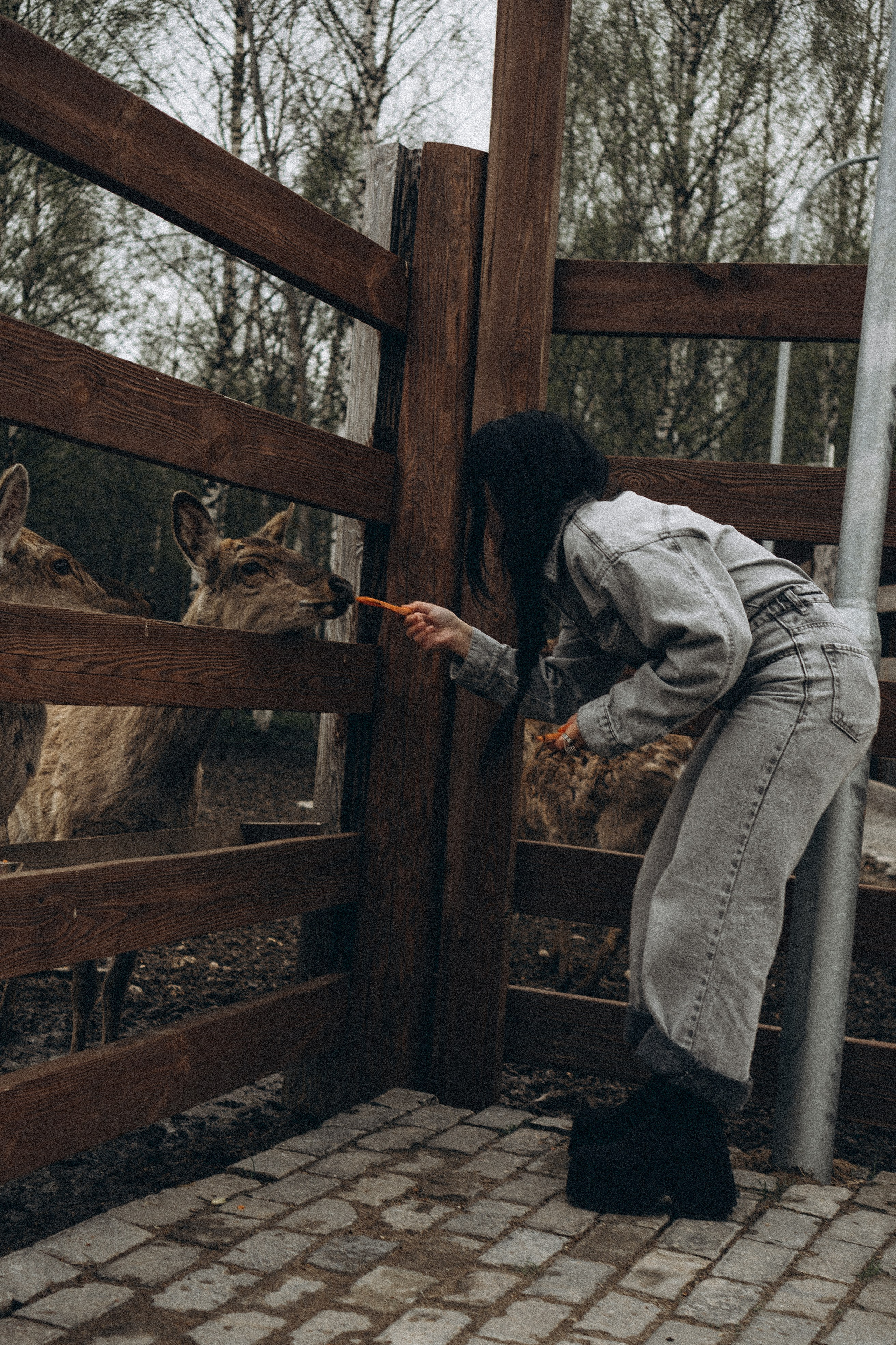 ОЛЕНЬЯ ФЕРМА В ТВЕРИ. Профессиональный фотограф, Санкт-Петербург — Виктория Богомолова