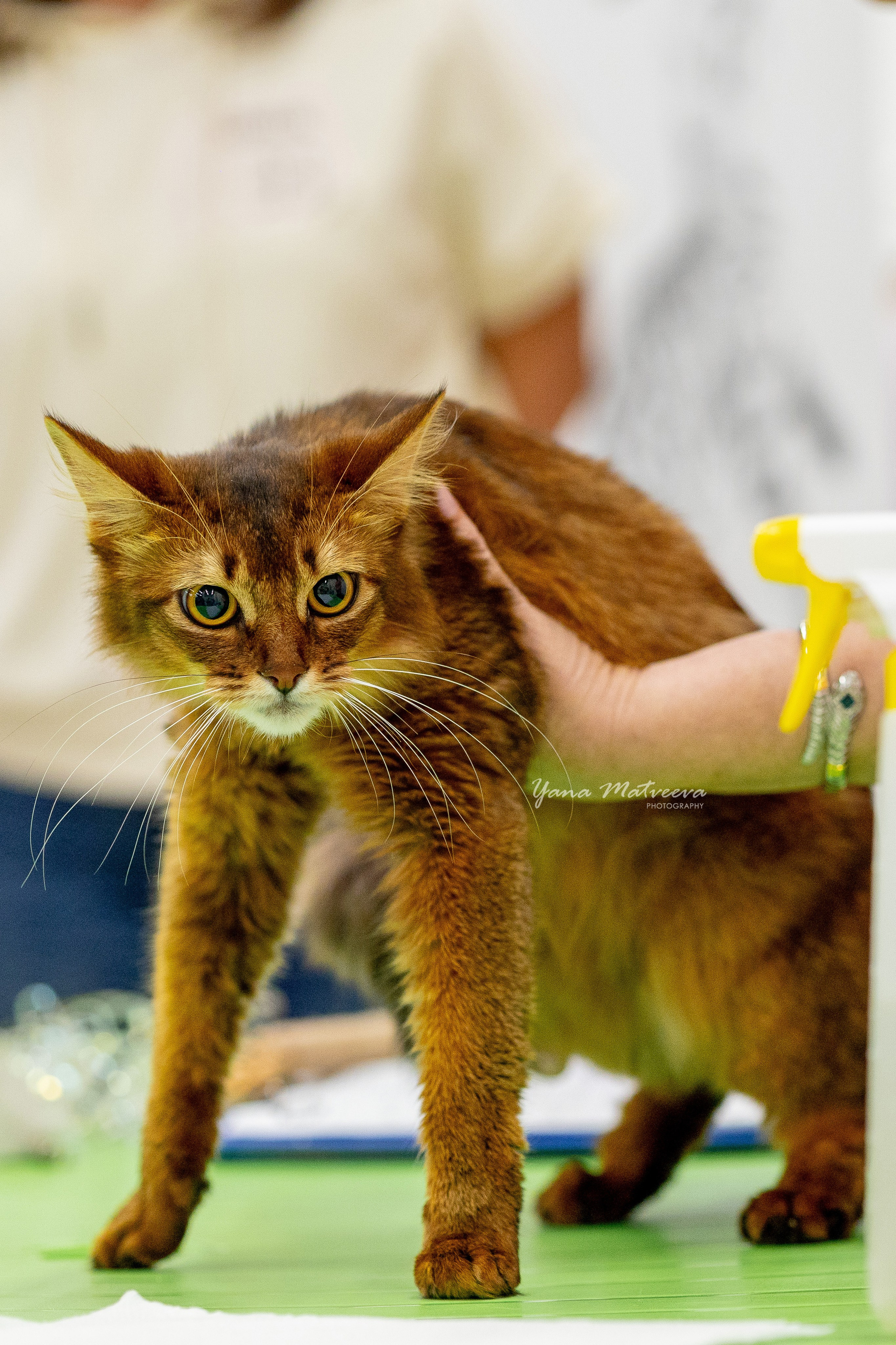 Кошки. Фотограф Яна Матвеева в Ижевске
